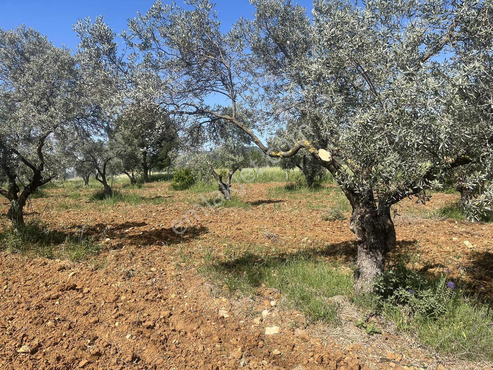 Torbalı Dirmil Mah 10316m2 Aile Mirası Bölünme Satılık Tarla - Görsel 17