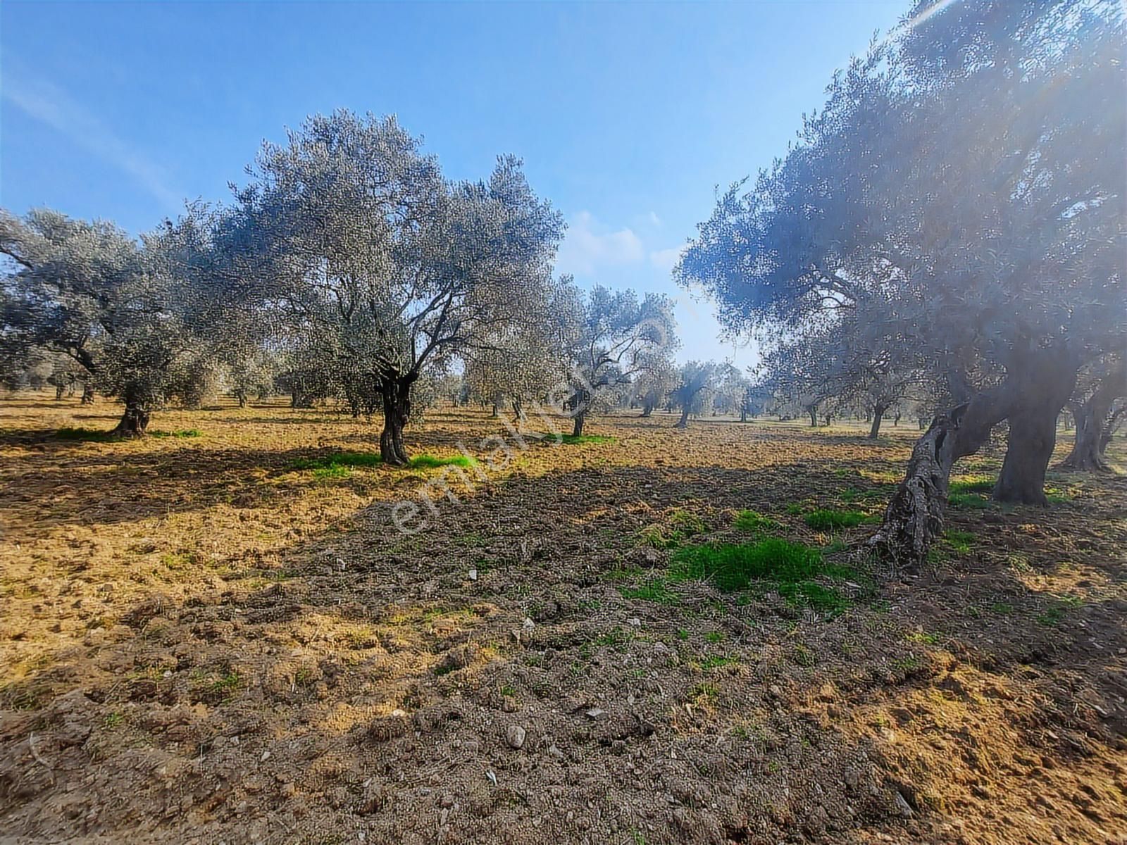 Torbalı Karakuyu Mah 3903 M2 Tek Tapu Tarla Ve Zeytinlik - Görsel 18