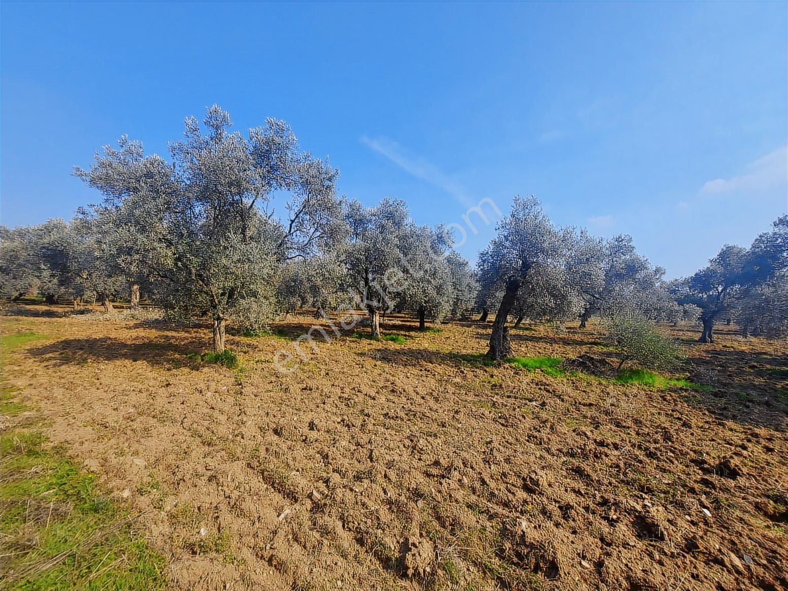 Torbalı Karakuyu Mah 3903 M2 Tek Tapu Tarla Ve Zeytinlik - Görsel 21