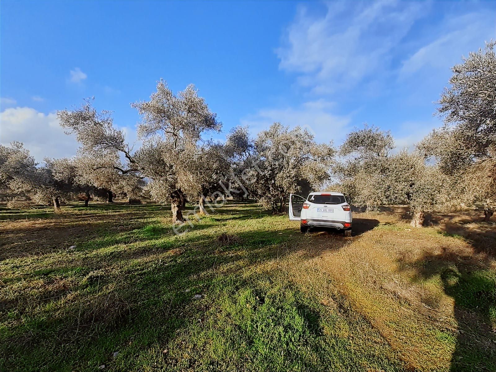 Torbalı Karakuyu Mah 3903 M2 Tek Tapu Tarla Ve Zeytinlik - Görsel 4