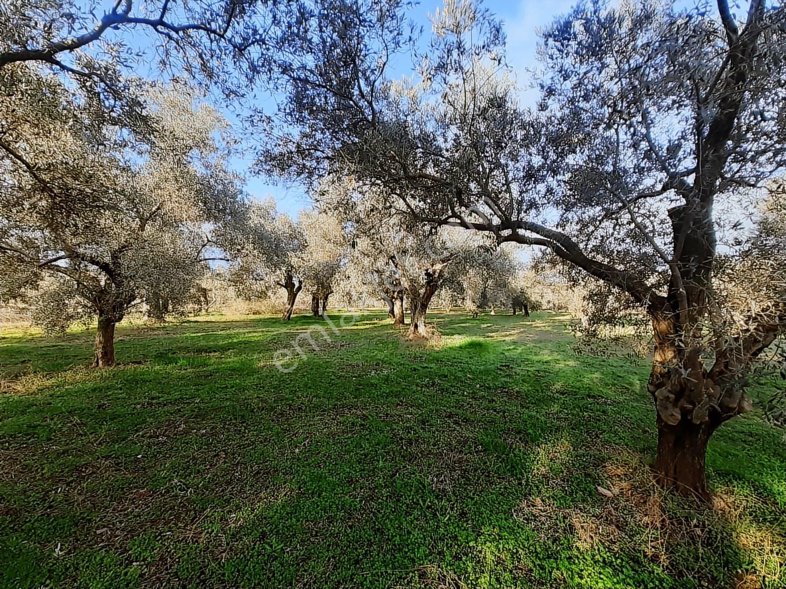 Torbalı Karakuyu Mah 3903 M2 Tek Tapu Tarla Ve Zeytinlik - Görsel 8