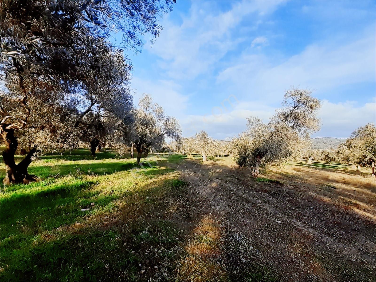 Torbalı Karakuyu Mah 3903 M2 Tek Tapu Tarla Ve Zeytinlik - Görsel 6