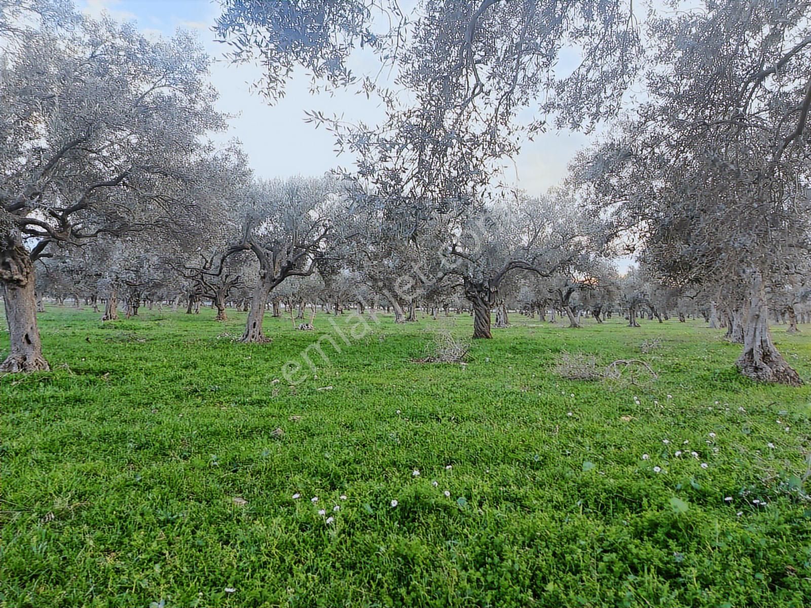 Torbalı Karakuyu Mah 3903 M2 Tek Tapu Tarla Ve Zeytinlik - Görsel 5