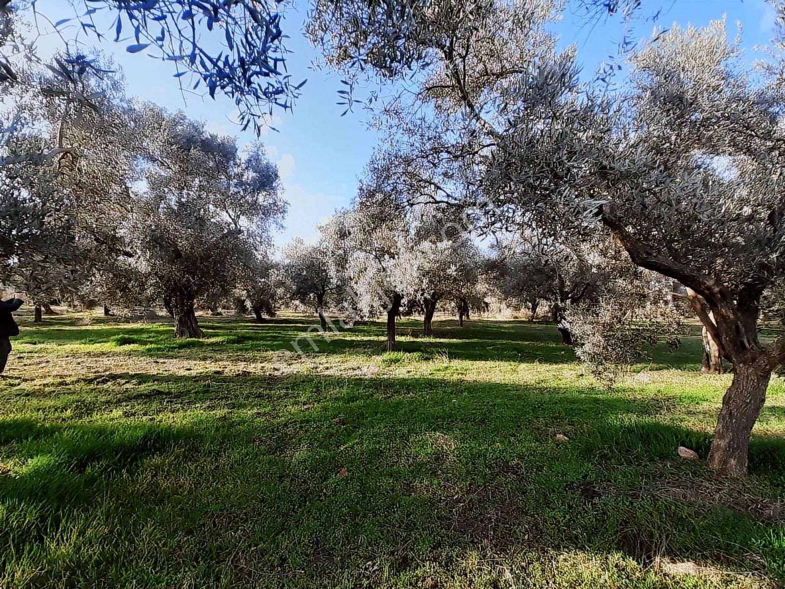 Torbalı Karakuyu Mah 3903 M2 Tek Tapu Tarla Ve Zeytinlik - Görsel 10