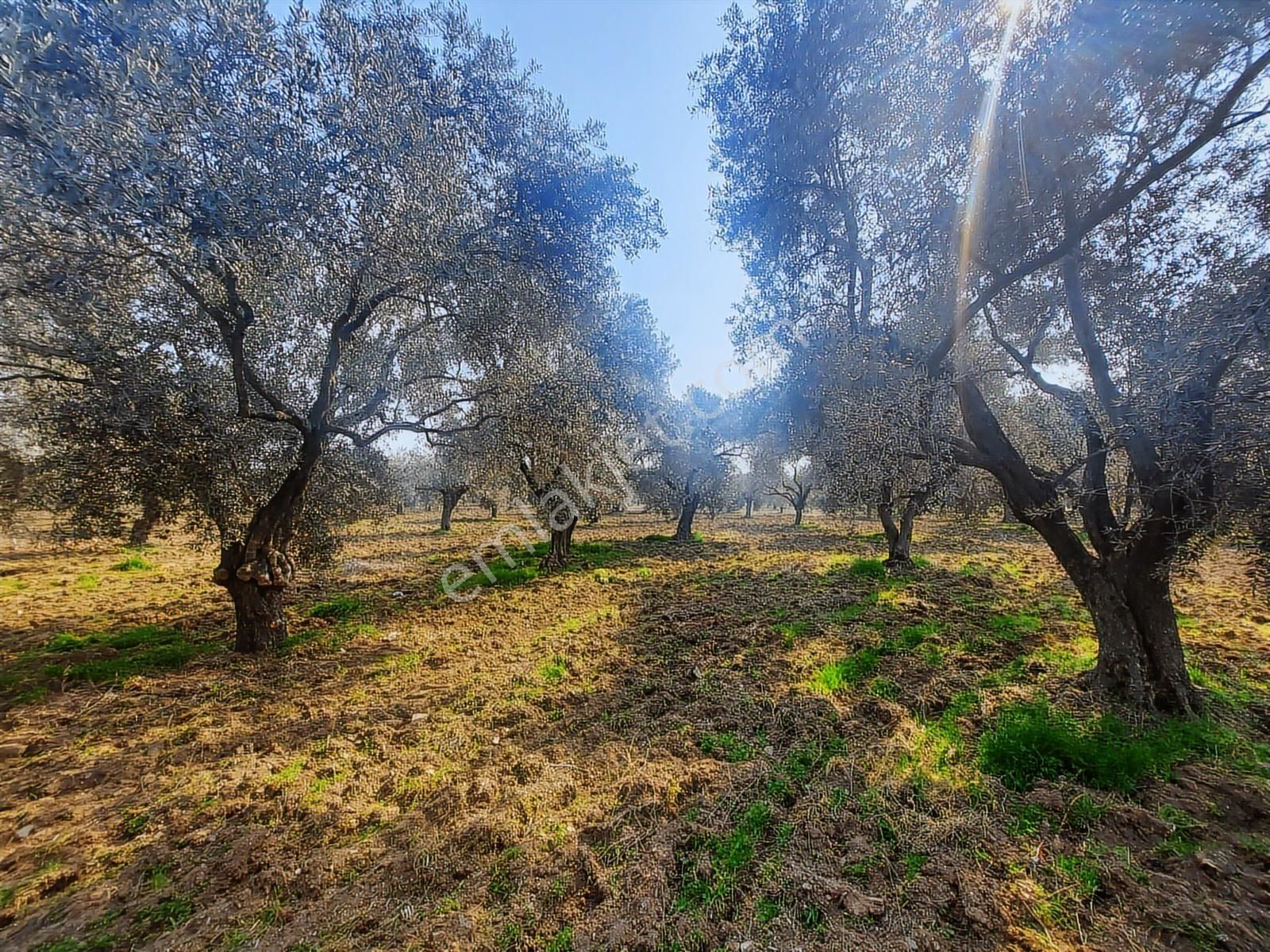 Torbalı Karakuyu Mah 3903 M2 Tek Tapu Tarla Ve Zeytinlik - Görsel 14