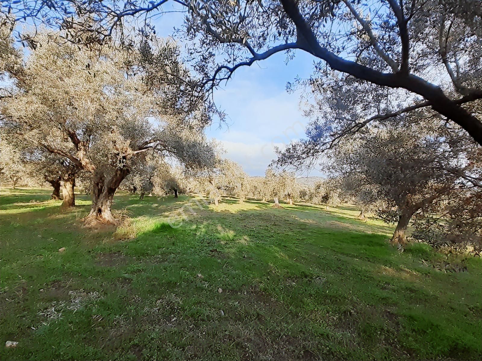 Torbalı Karakuyu Mah 3903 M2 Tek Tapu Tarla Ve Zeytinlik - Görsel 2