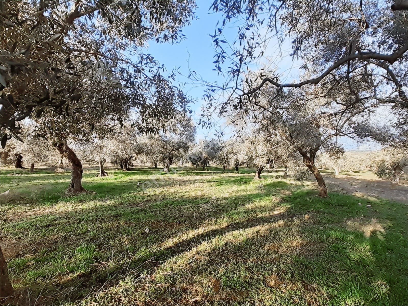 Torbalı Karakuyu Mah 3903 M2 Tek Tapu Tarla Ve Zeytinlik - Görsel 9