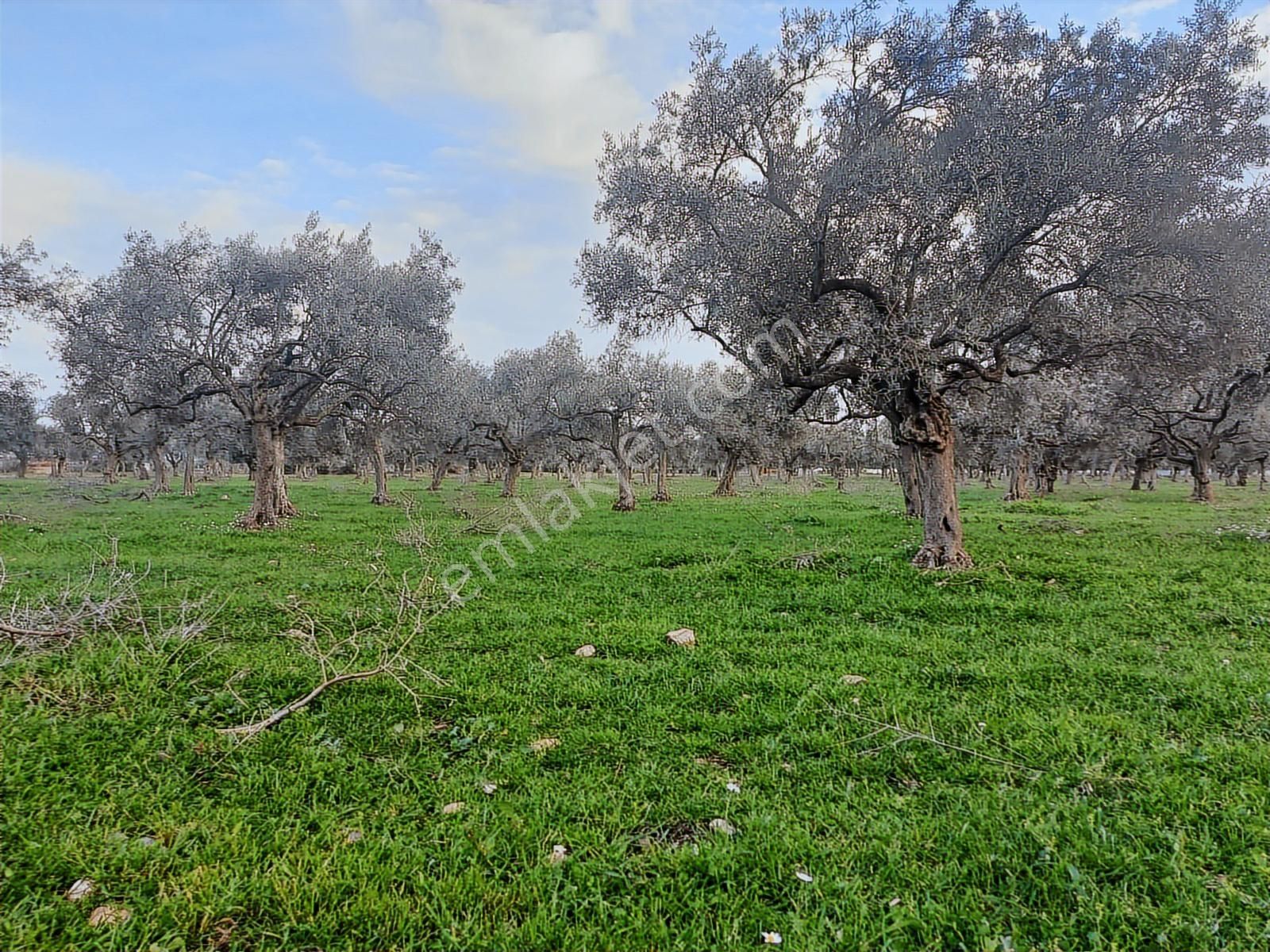 Torbalı Karakuyu Mah 3903 M2 Tek Tapu Tarla Ve Zeytinlik