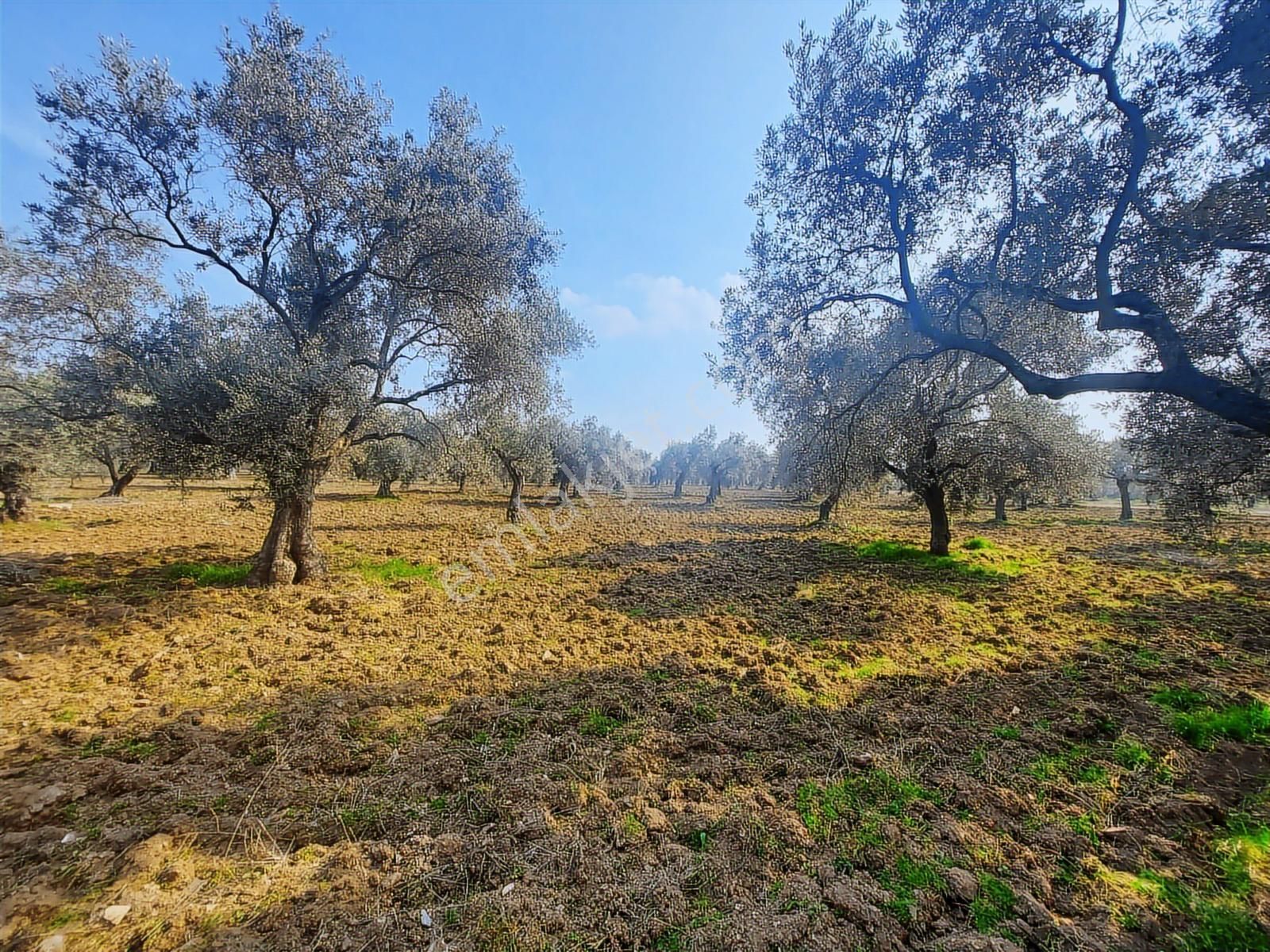 Torbalı Karakuyu Mah 3903 M2 Tek Tapu Tarla Ve Zeytinlik - Görsel 12