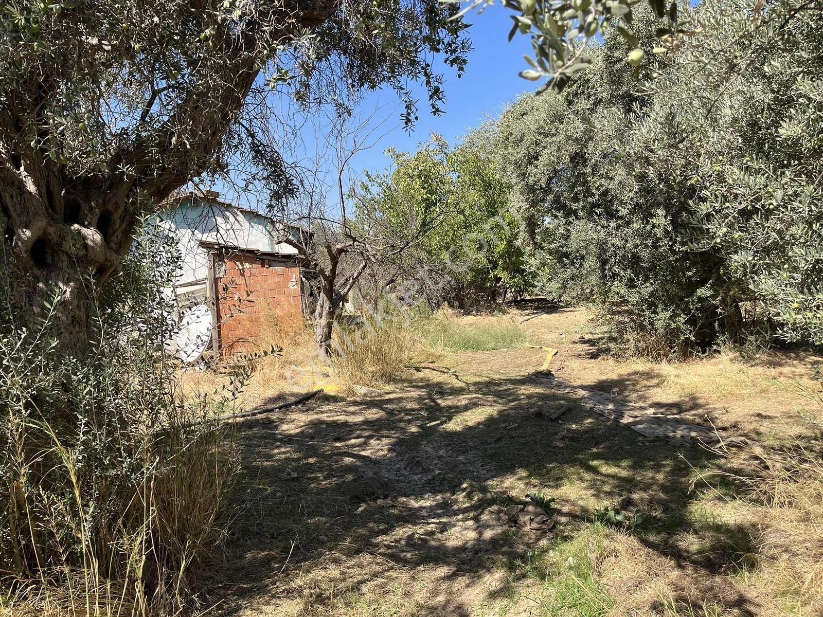 Torbalı Karakuyu Mah 1320 M2 Köy İçi Tarla Ve Zeytinlik - Görsel 21