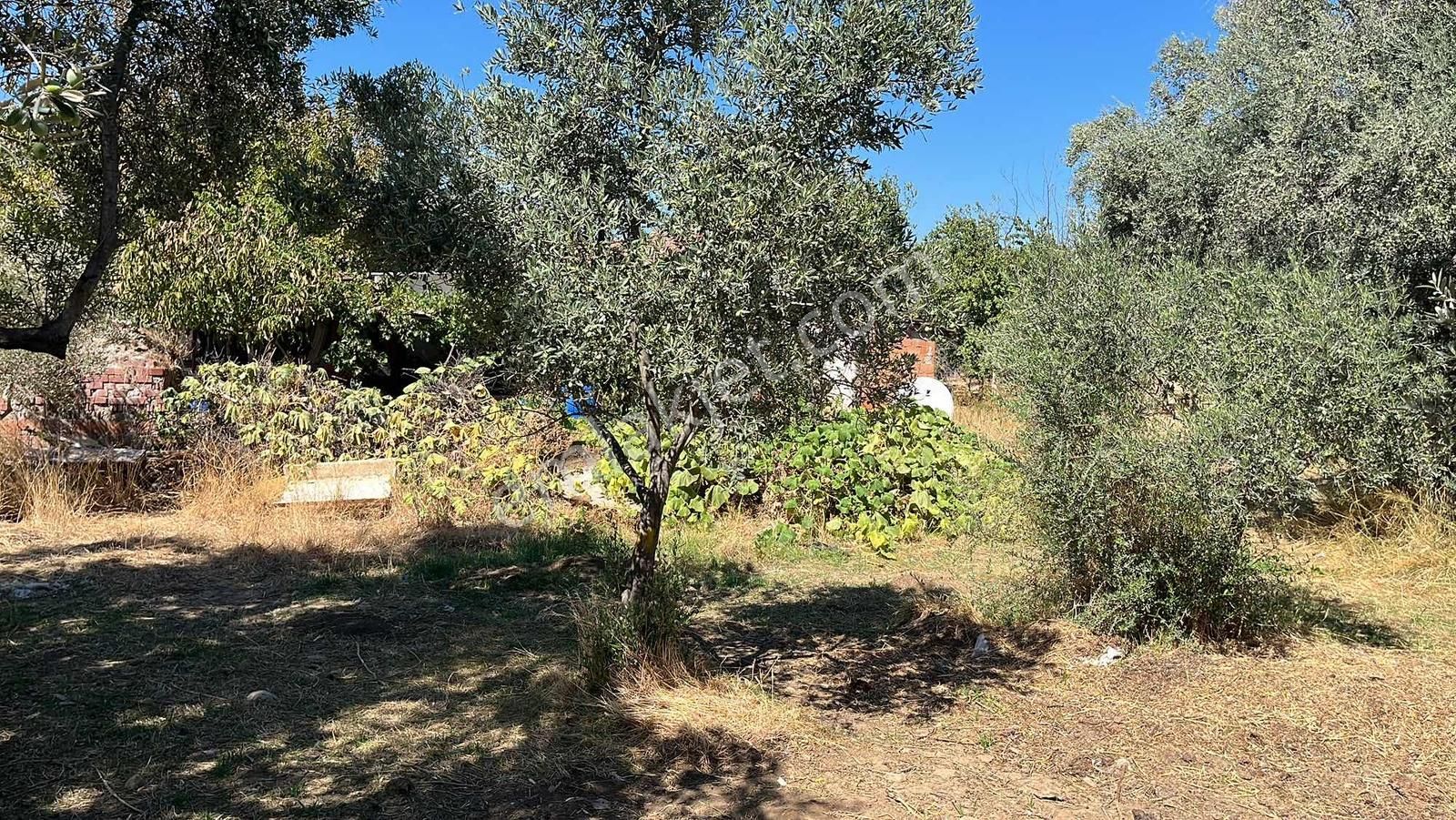 Torbalı Karakuyu Mah 1320 M2 Köy İçi Tarla Ve Zeytinlik - Görsel 19