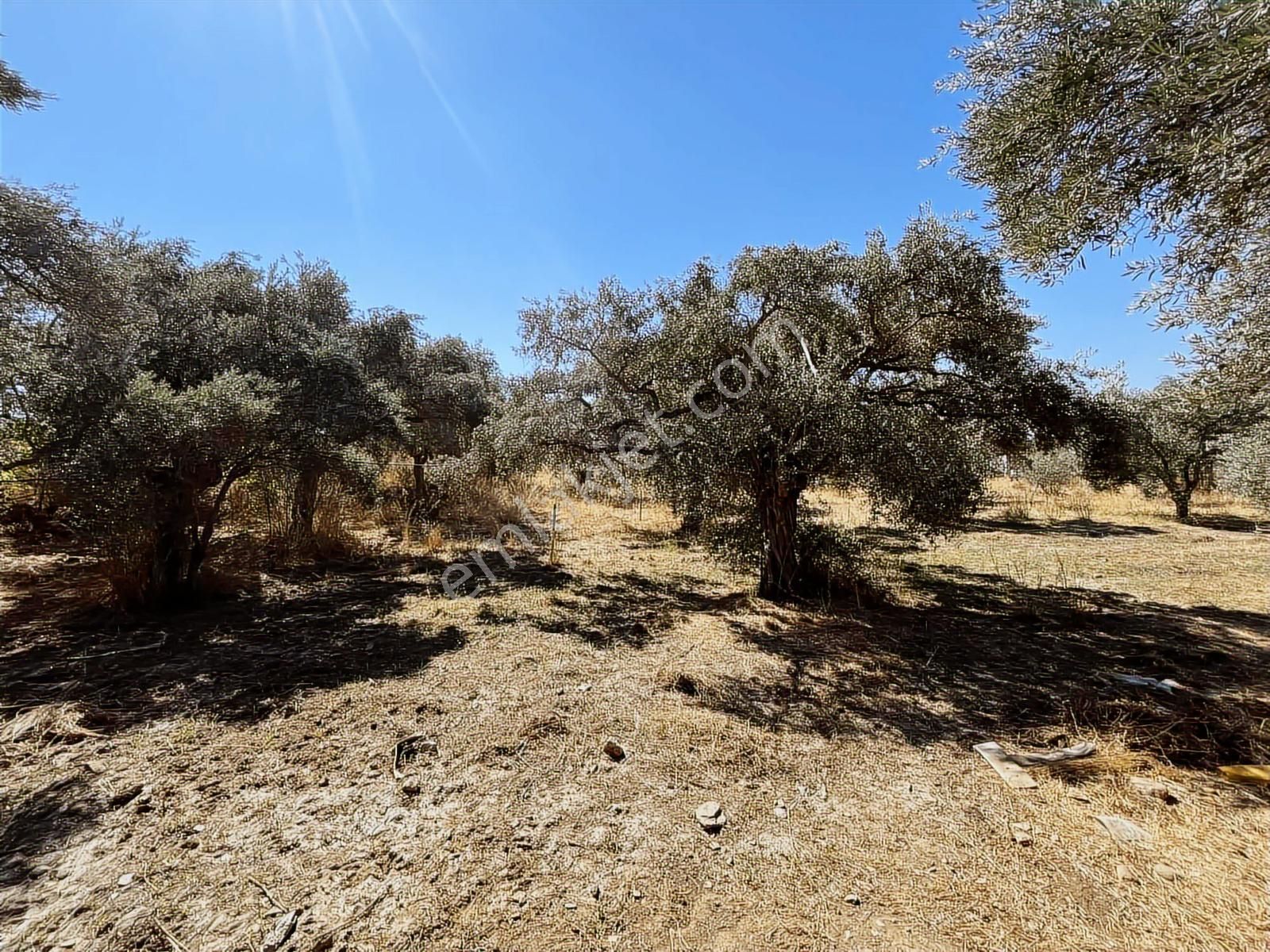 Torbalı Karakuyu Mah 1320 M2 Köy İçi Tarla Ve Zeytinlik - Görsel 13