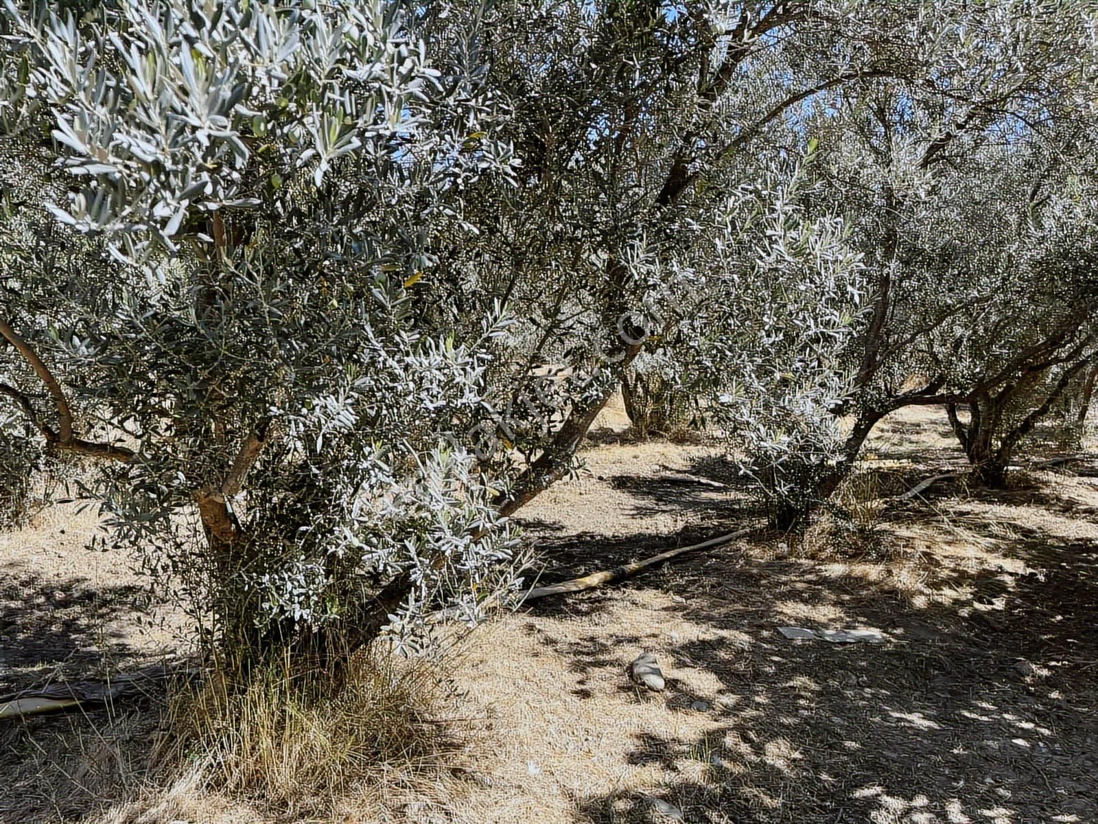 Torbalı Karakuyu Mah 1320 M2 Köy İçi Tarla Ve Zeytinlik - Görsel 4