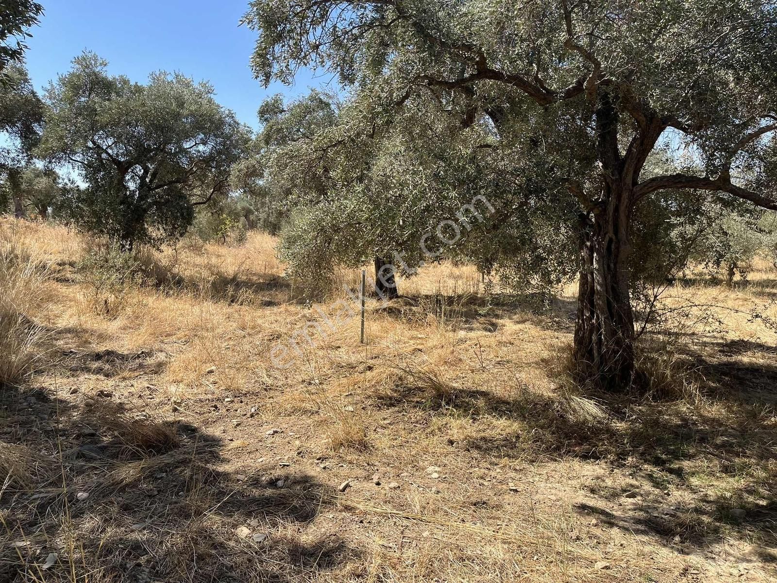 Torbalı Karakuyu Mah 1320 M2 Köy İçi Tarla Ve Zeytinlik - Görsel 9