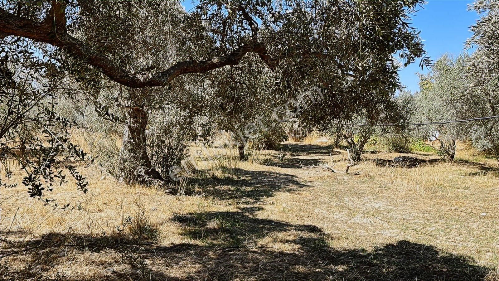 Torbalı Karakuyu Mah 1320 M2 Köy İçi Tarla Ve Zeytinlik - Görsel 17