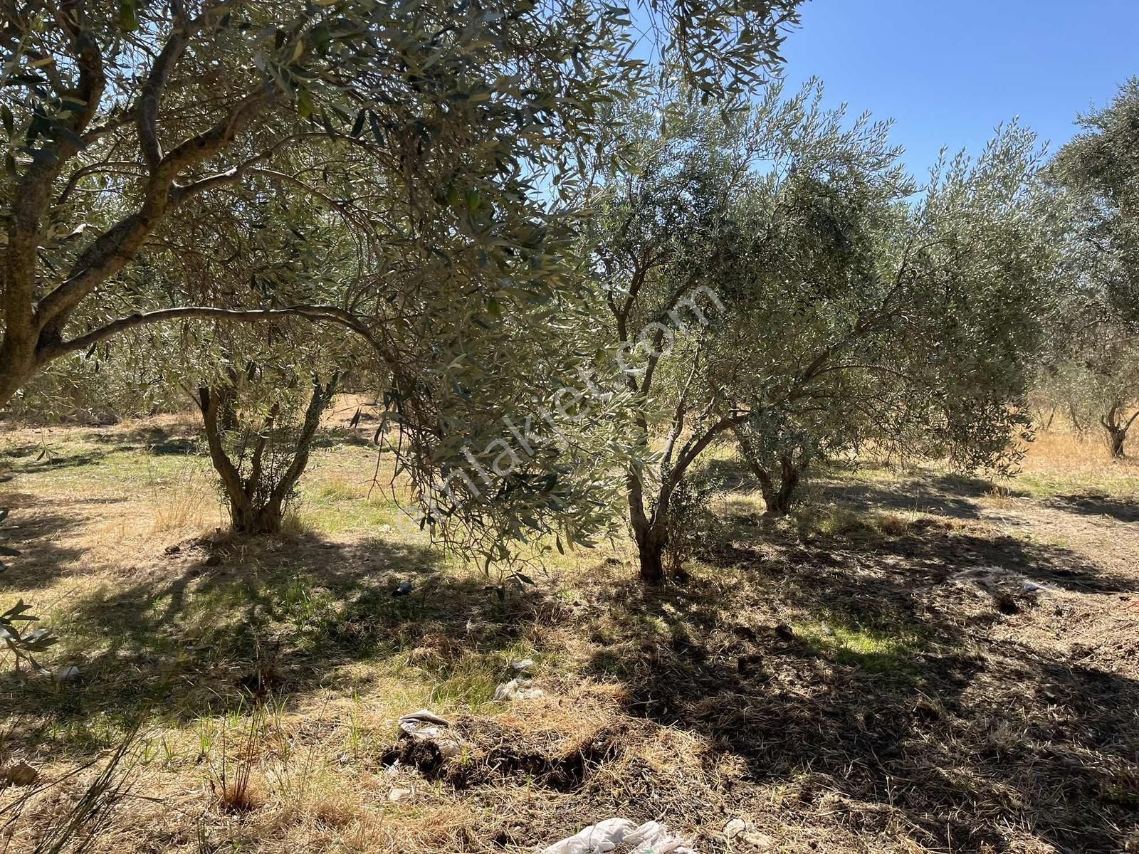 Torbalı Karakuyu Mah 1320 M2 Köy İçi Tarla Ve Zeytinlik - Görsel 22