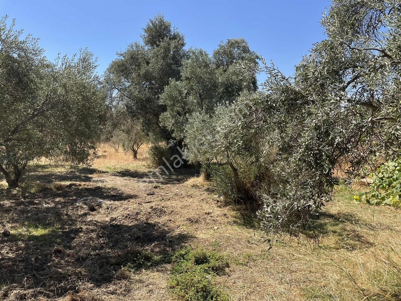 Torbalı Karakuyu Mah 1320 M2 Köy İçi Tarla Ve Zeytinlik - Görsel 10