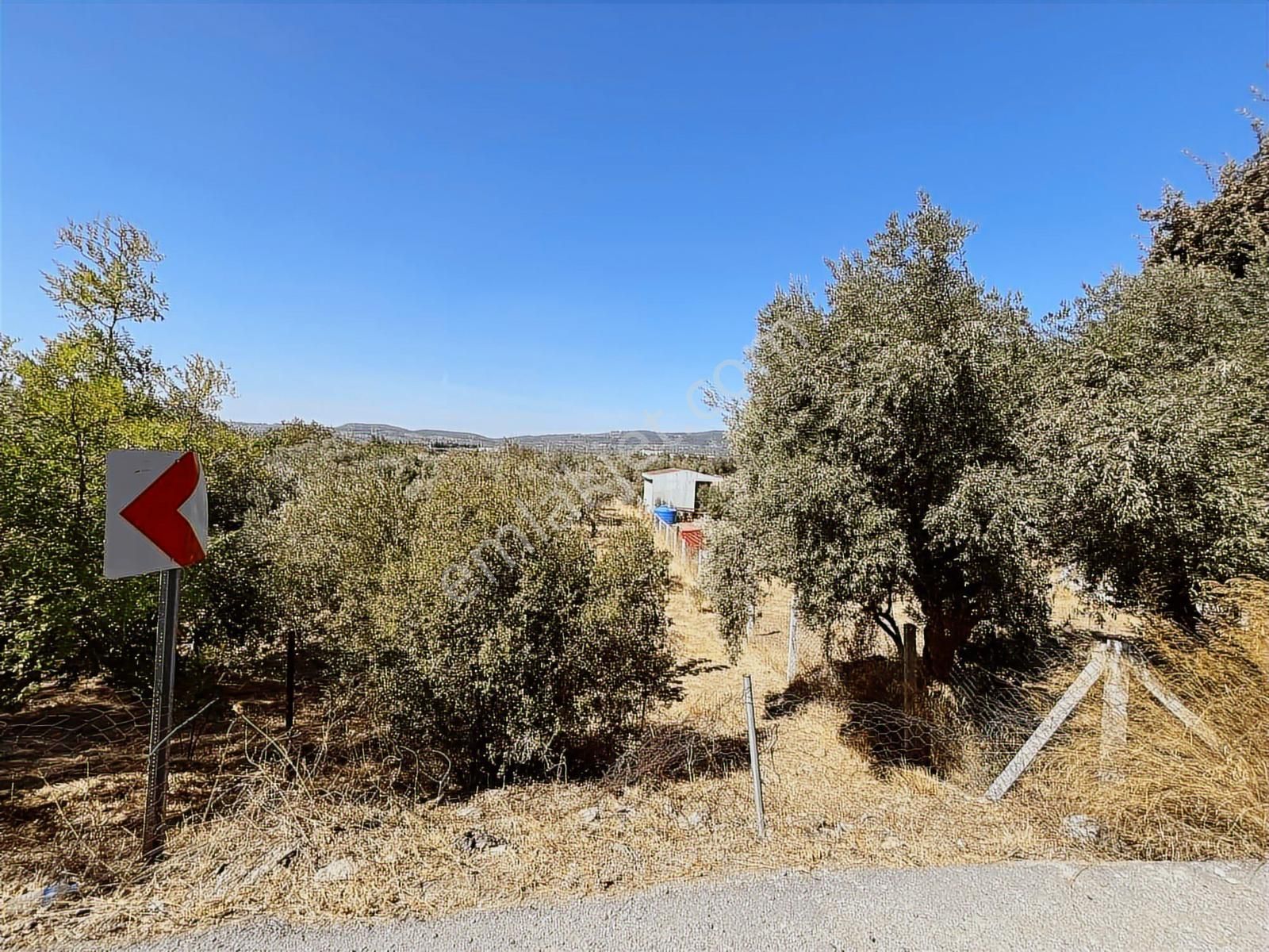 Torbalı Karakuyu Mah 1320 M2 Köy İçi Tarla Ve Zeytinlik - Görsel 23