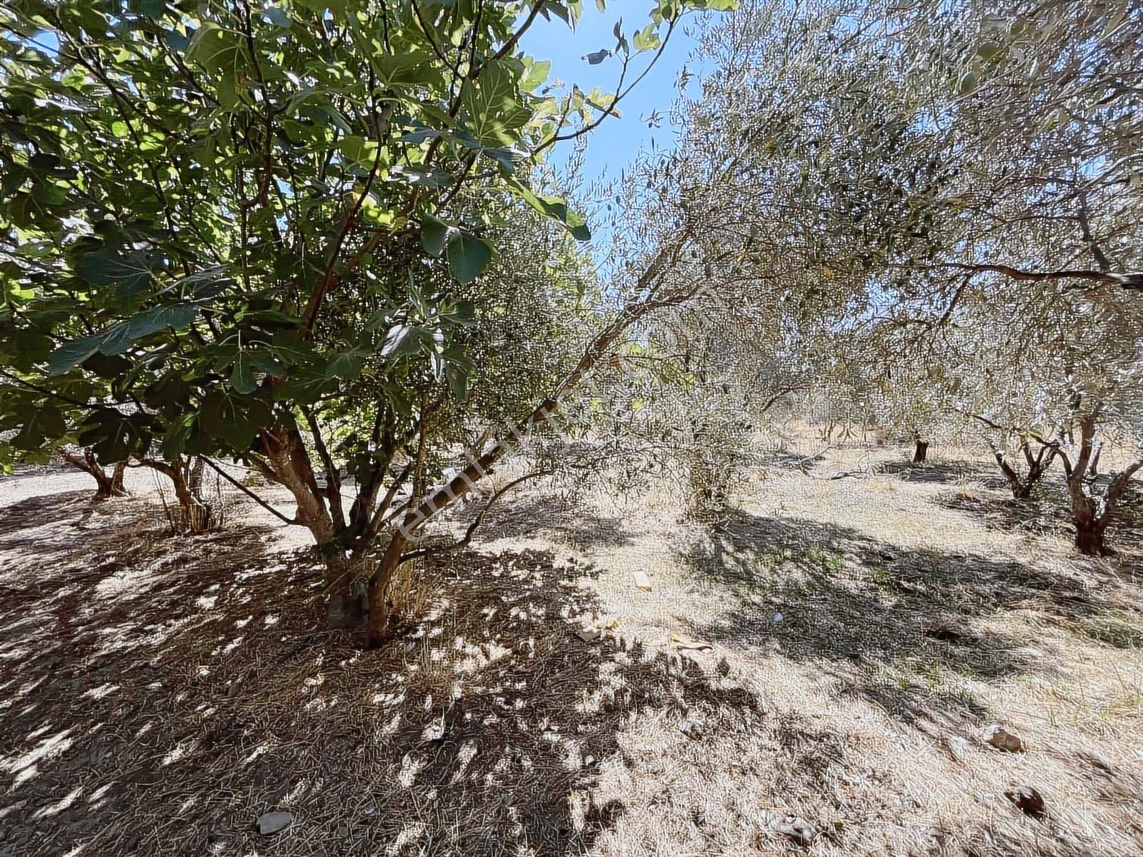 Torbalı Karakuyu Mah 1320 M2 Köy İçi Tarla Ve Zeytinlik - Görsel 11