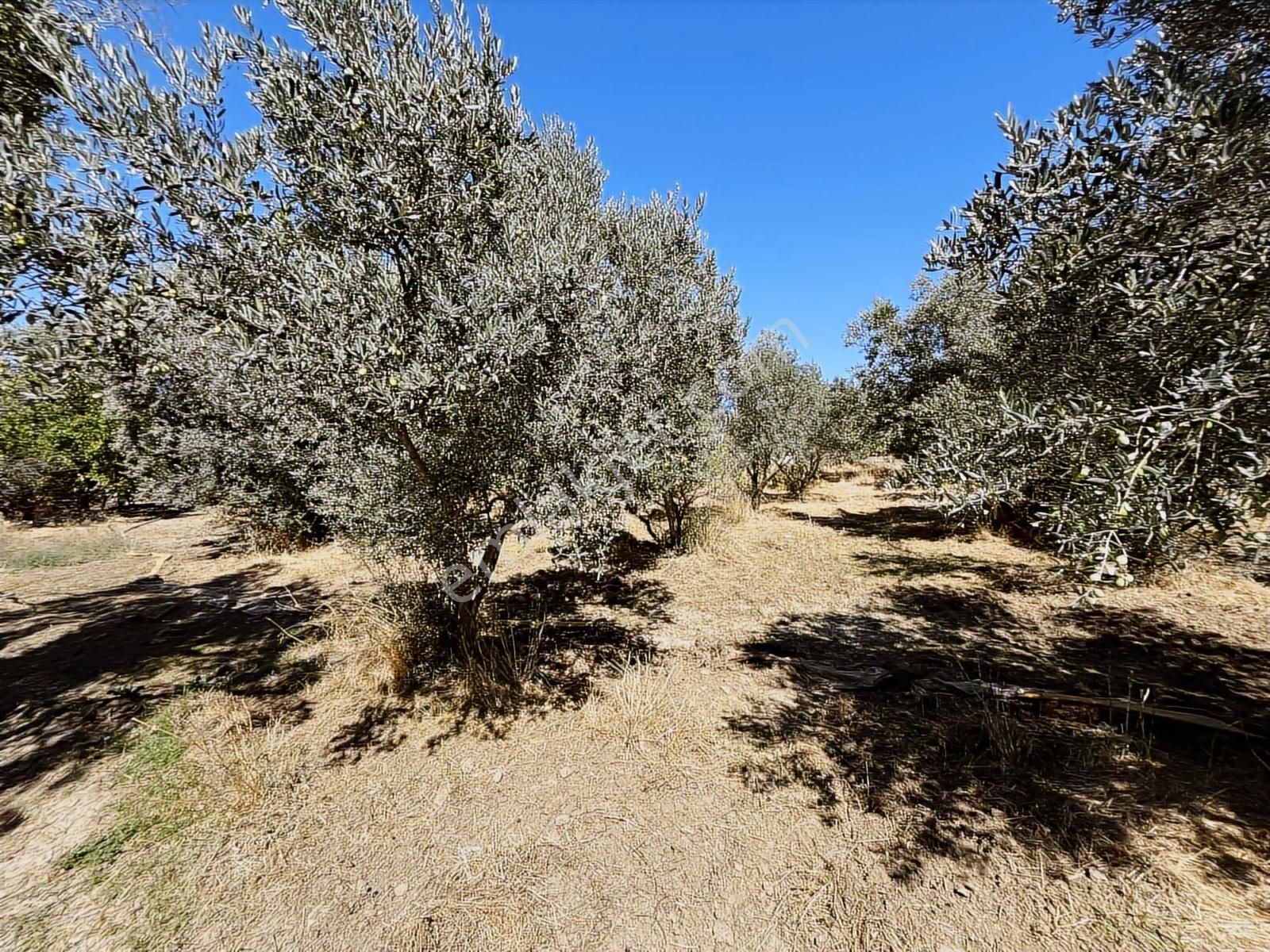 Torbalı Karakuyu Mah 1320 M2 Köy İçi Tarla Ve Zeytinlik - Görsel 31