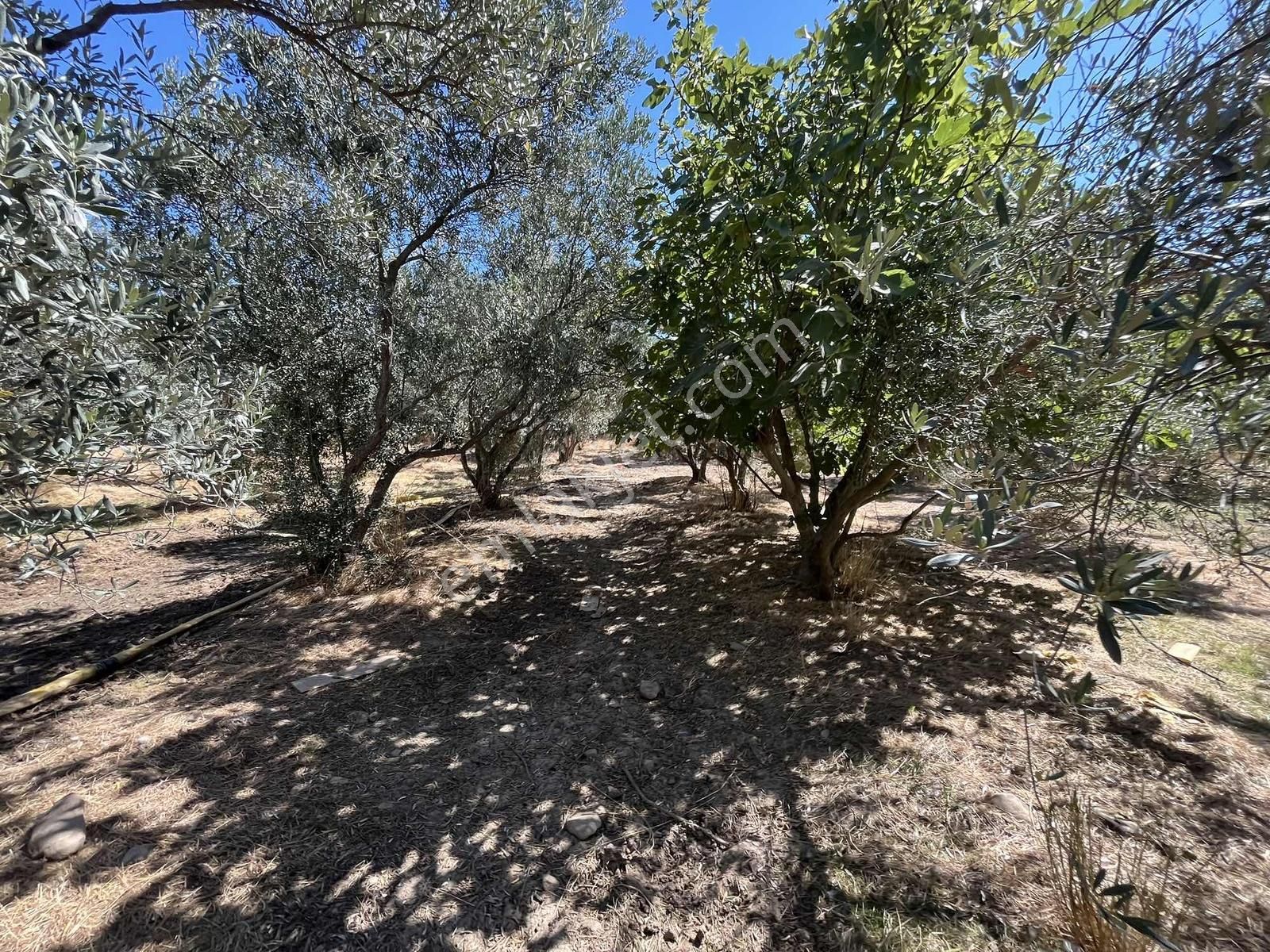 Torbalı Karakuyu Mah 1320 M2 Köy İçi Tarla Ve Zeytinlik - Görsel 3