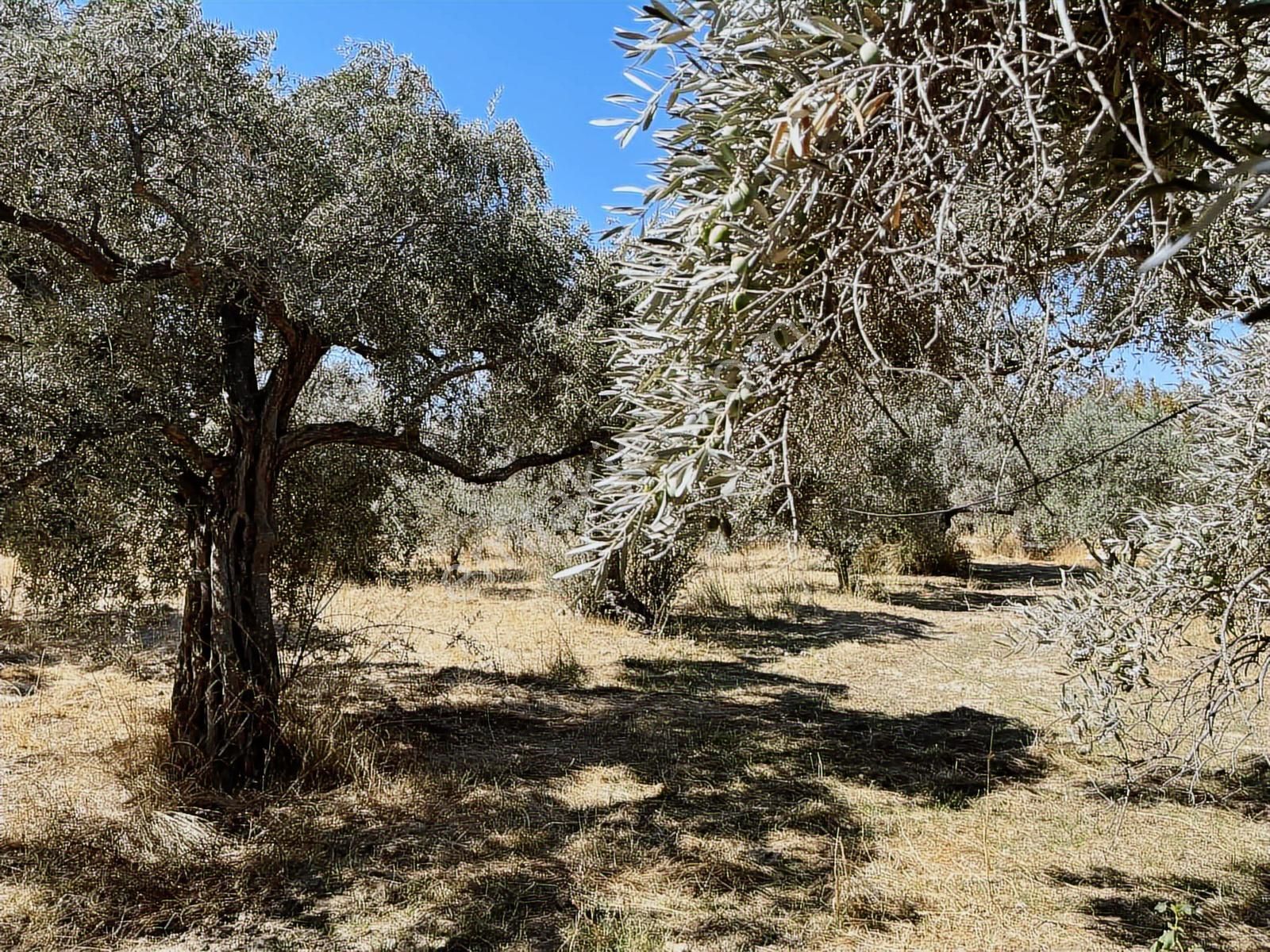 Torbalı Karakuyu Mah 1320 M2 Köy İçi Tarla Ve Zeytinlik - Görsel 26