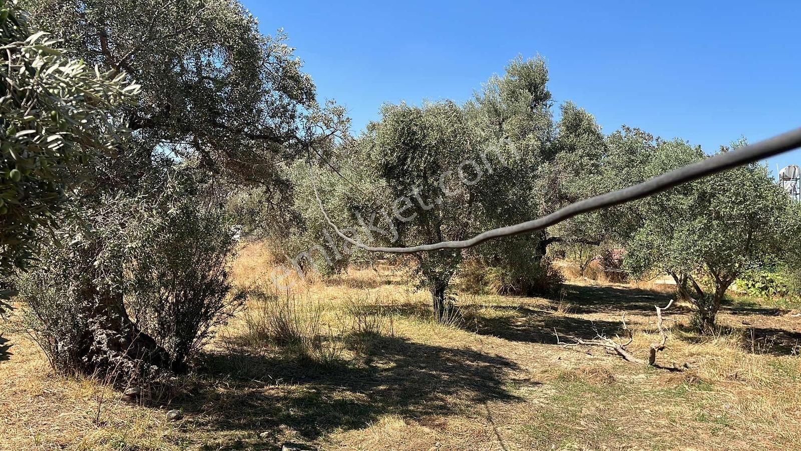 Torbalı Karakuyu Mah 1320 M2 Köy İçi Tarla Ve Zeytinlik - Görsel 7