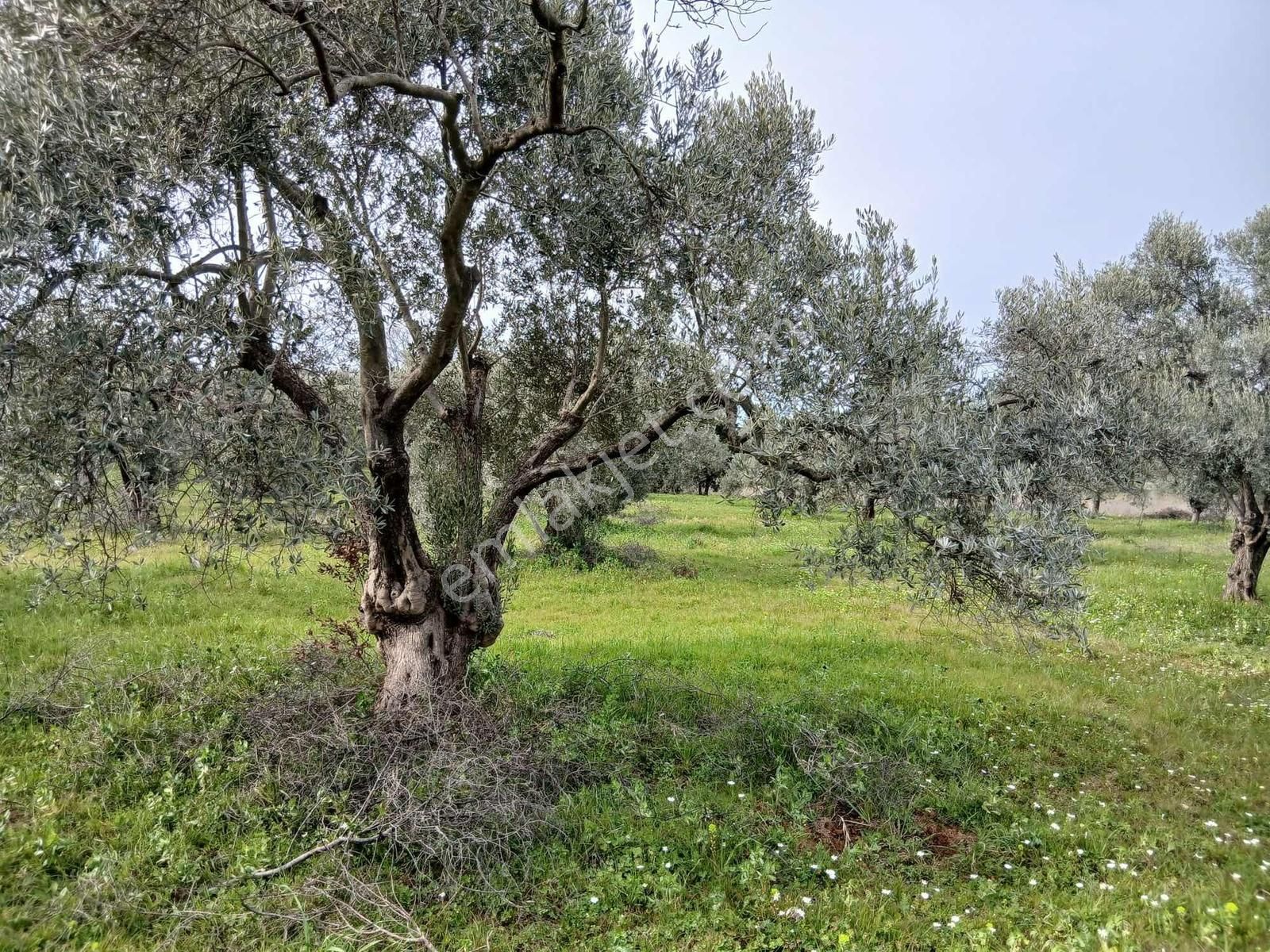 Torbalı Dirmil Mah 1331m2 Zeytinlik İncir Bahçesi - Görsel 19