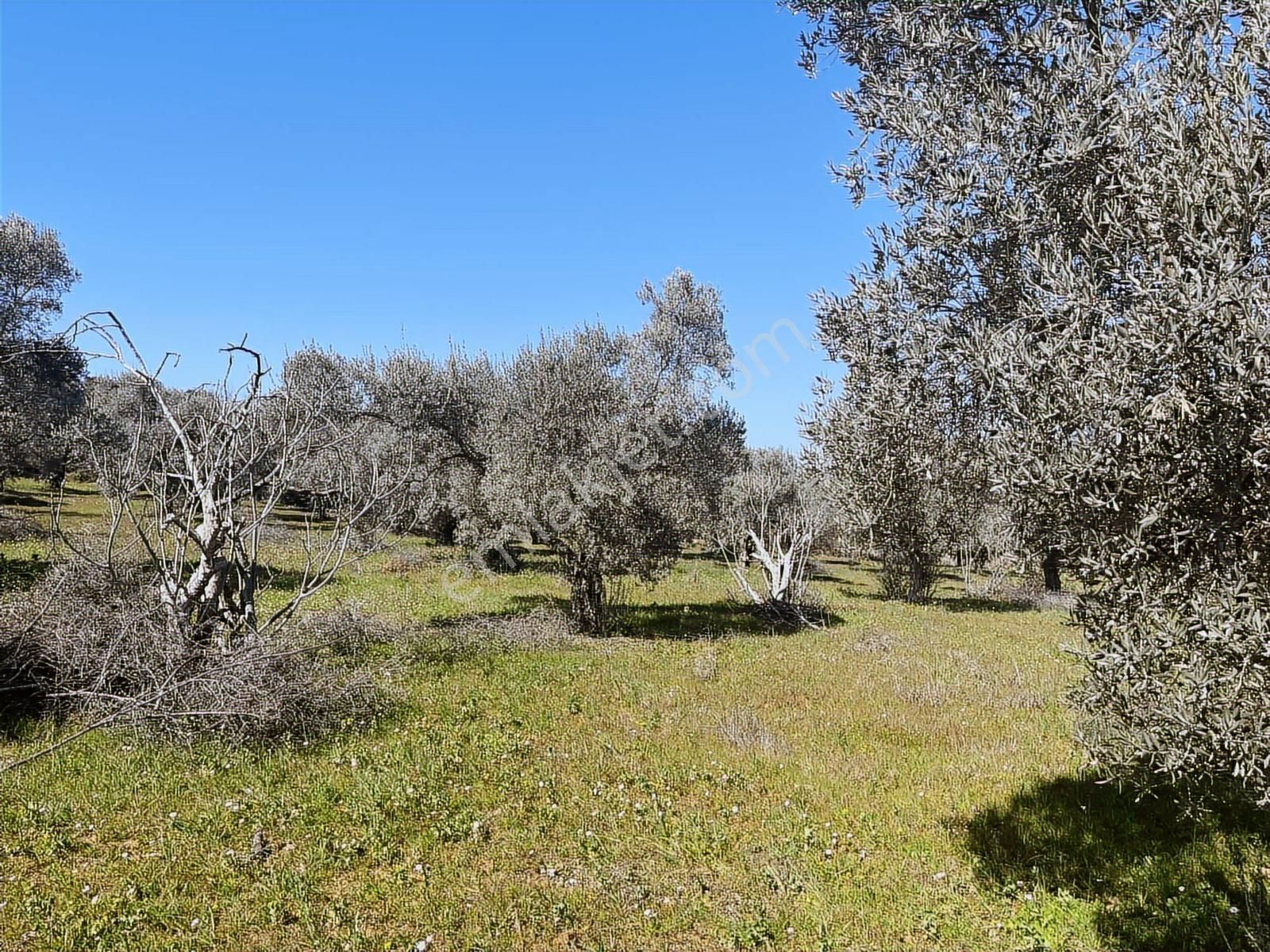Torbalı Dirmil Mah 1331m2 Zeytinlik İncir Bahçesi - Görsel 35