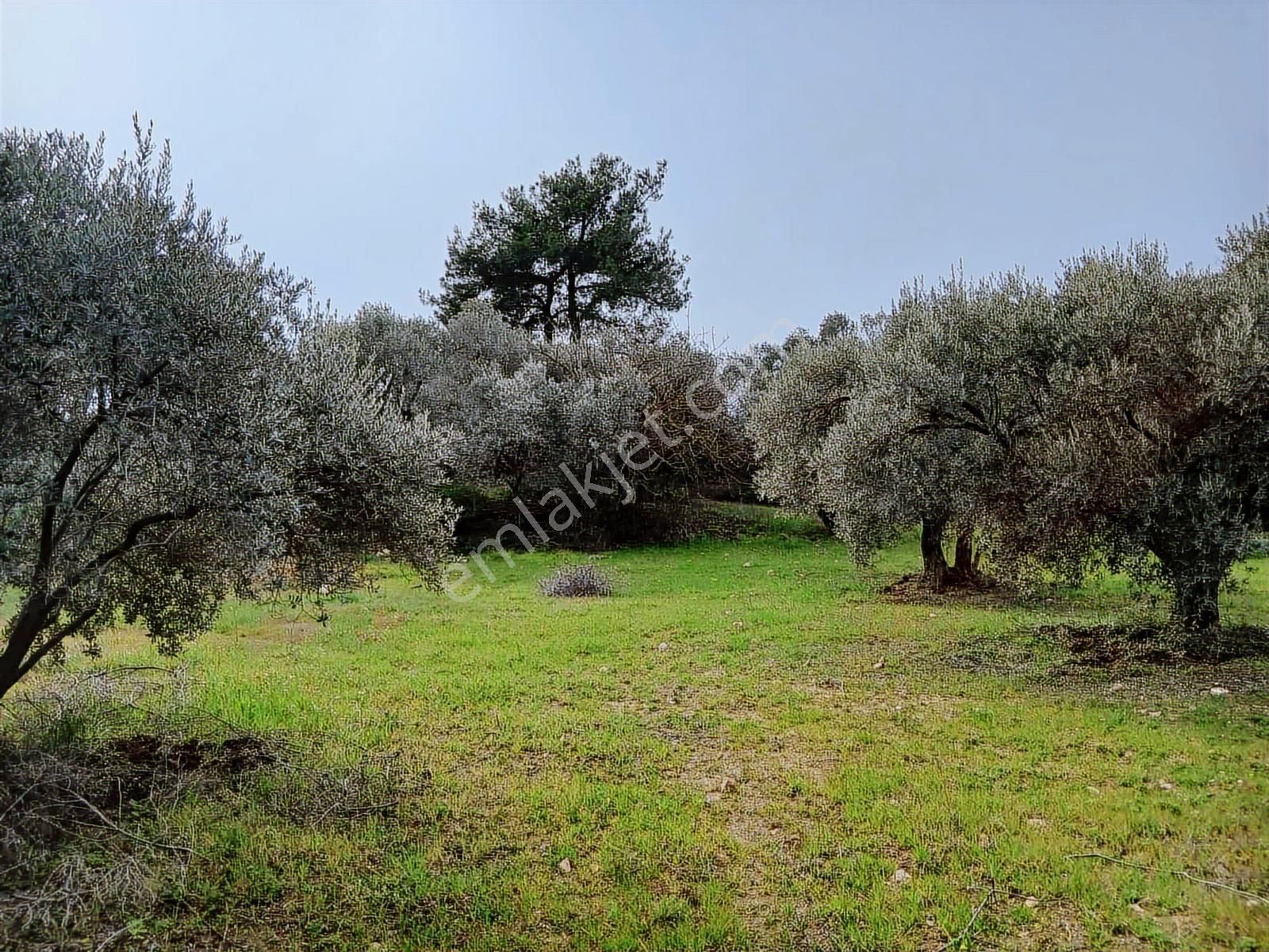 Torbalı Dirmil Mah 1331m2 Zeytinlik İncir Bahçesi - Görsel 16