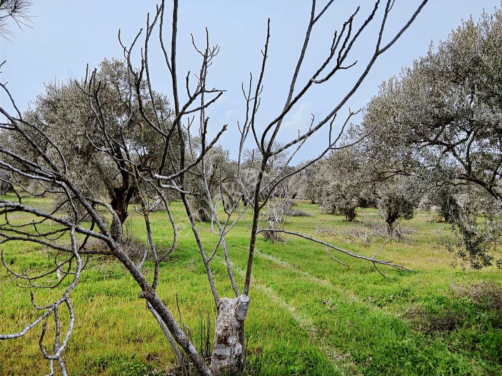 Torbalı Dirmil Mah 1331m2 Zeytinlik İncir Bahçesi - Görsel 30