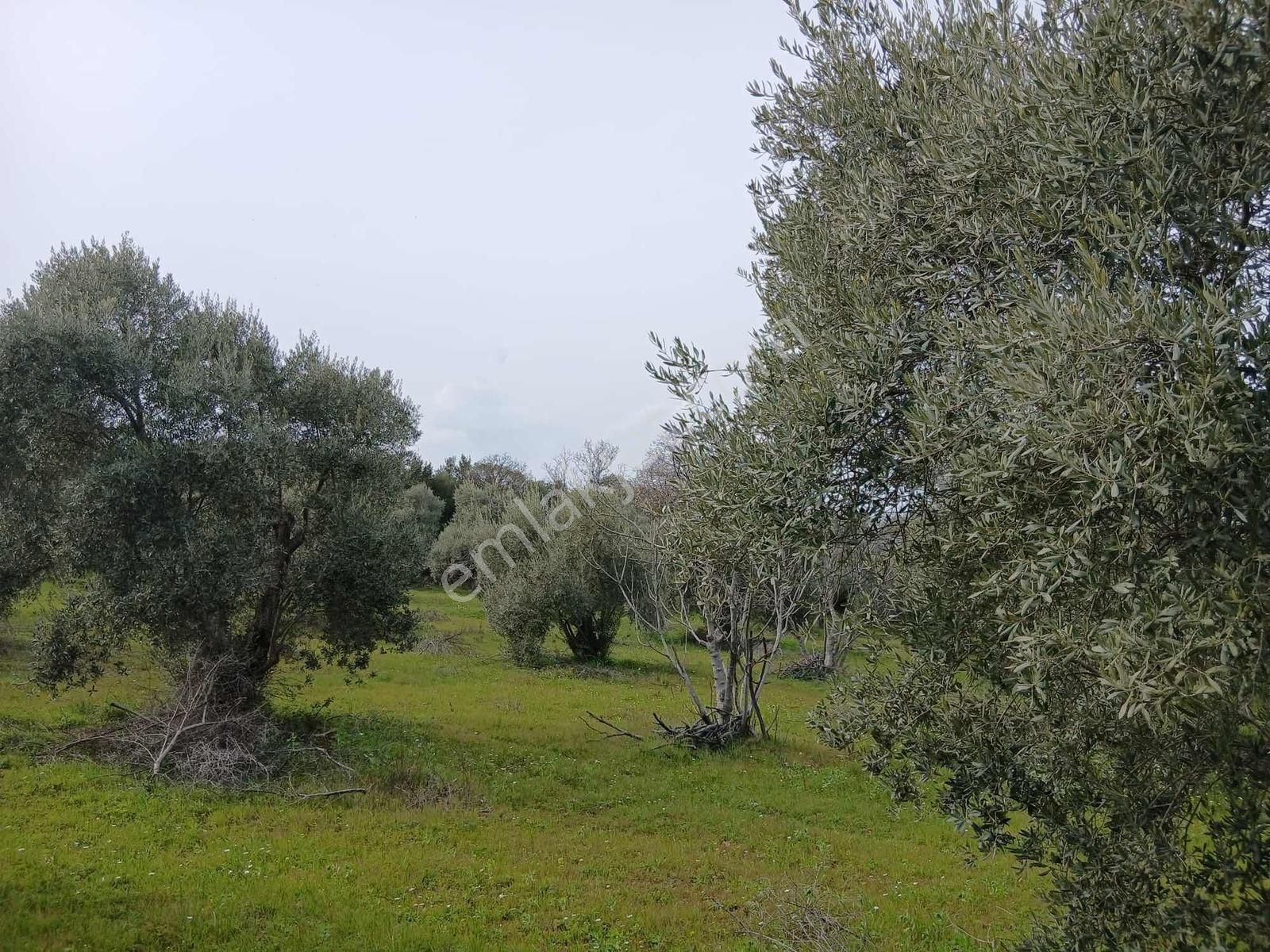 Torbalı Dirmil Mah 1331m2 Zeytinlik İncir Bahçesi - Görsel 11