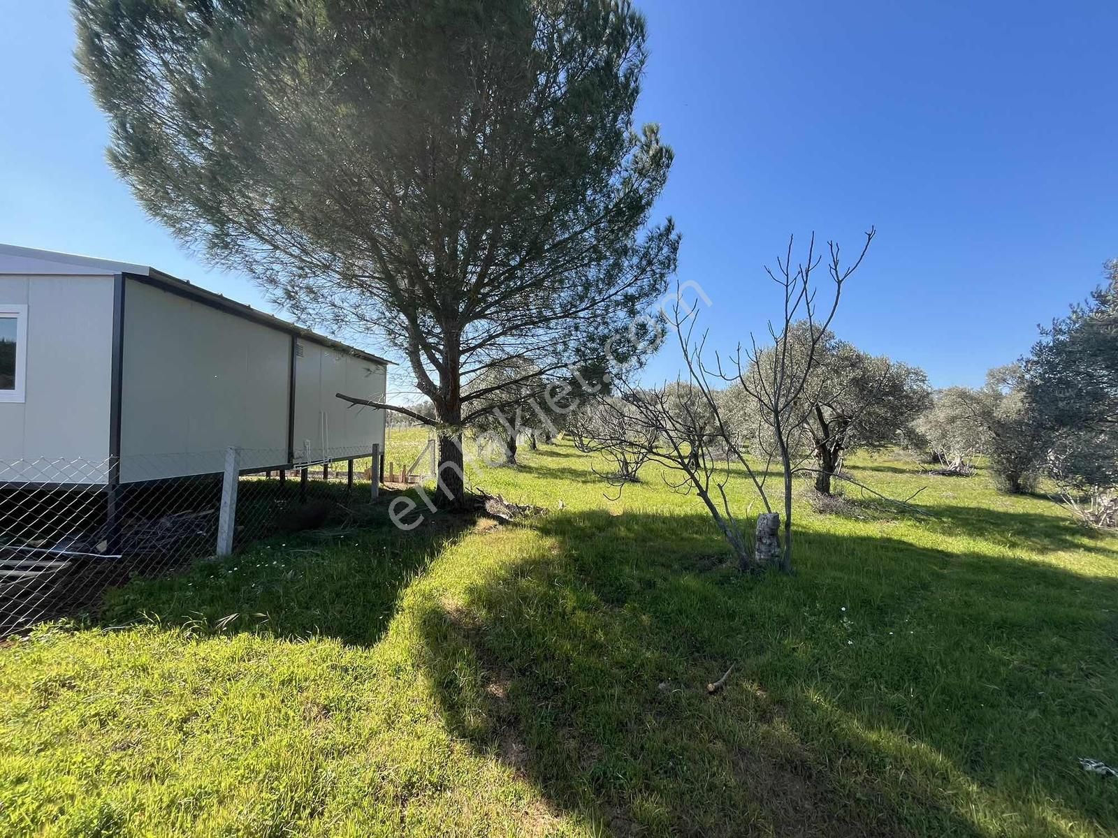 Torbalı Dirmil Mah 1331m2 Zeytinlik İncir Bahçesi