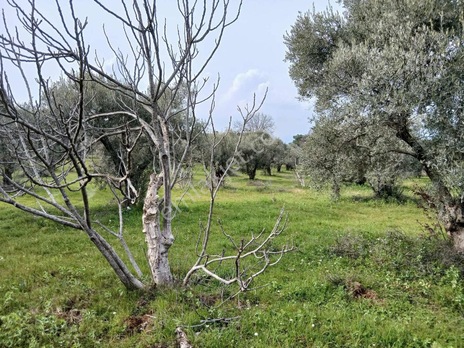 Torbalı Dirmil Mah 1331m2 Zeytinlik İncir Bahçesi - Görsel 33