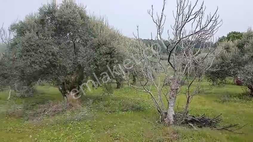 Torbalı Dirmil Mah 1331m2 Zeytinlik İncir Bahçesi - Görsel 3