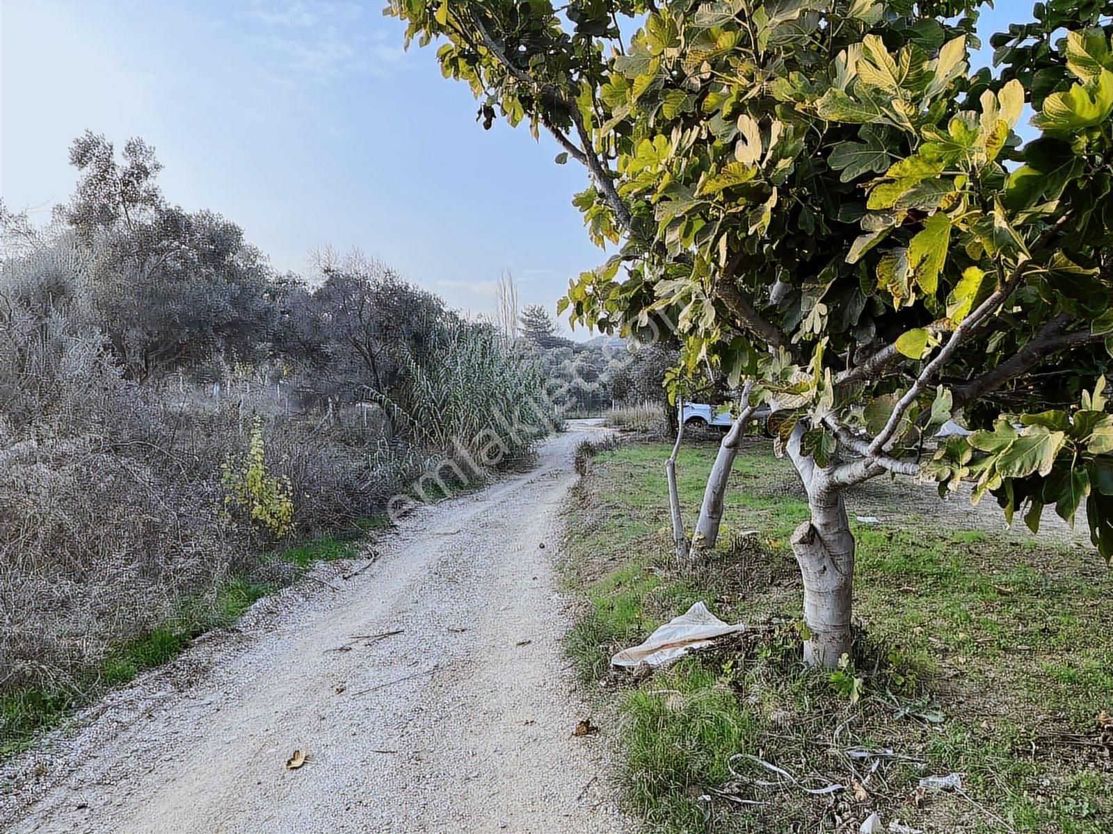 Torbalı Çapak Mah. 3320m2 Tarla Ve Zeytinlik - Görsel 23