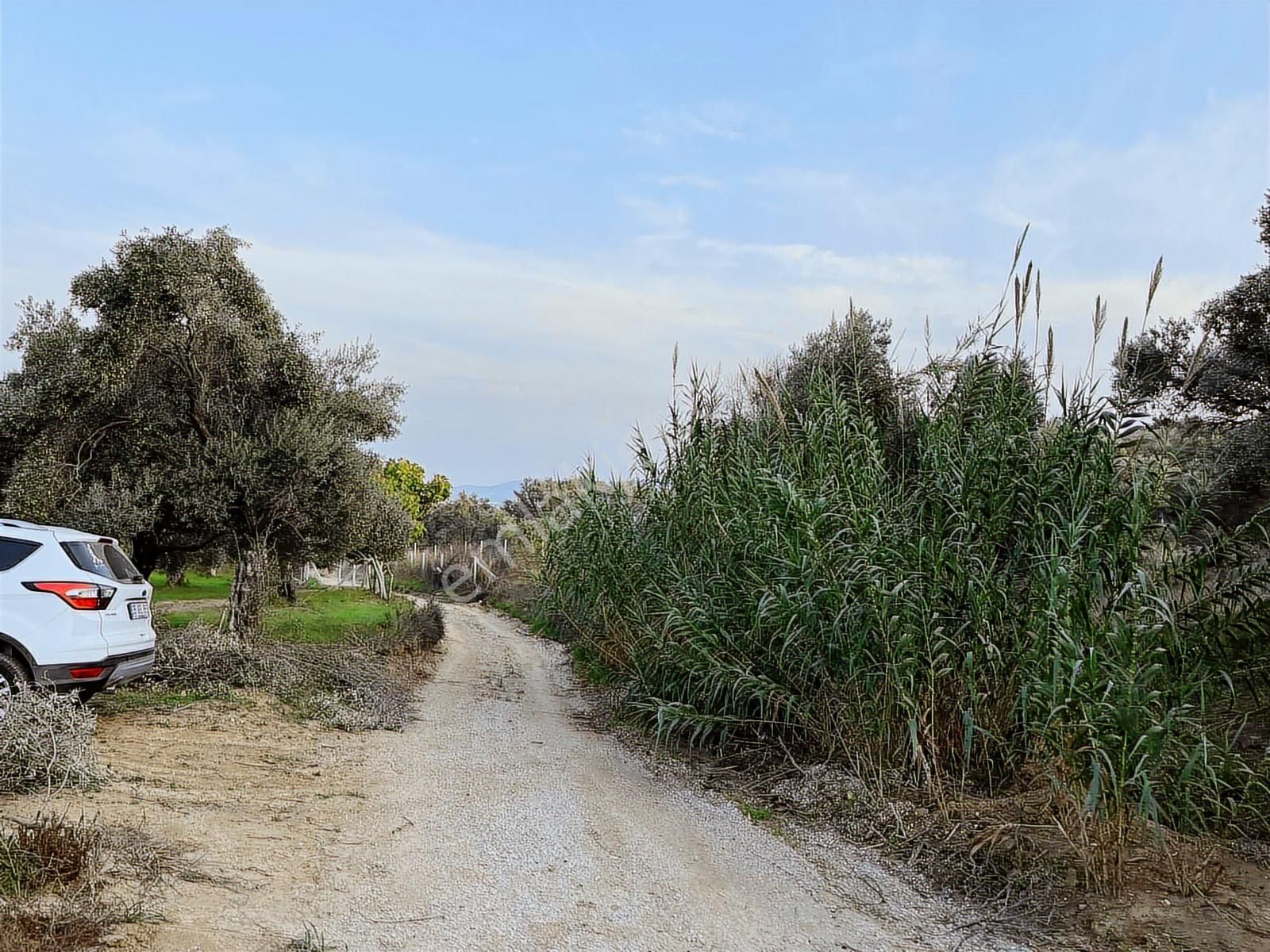 Torbalı Çapak Mah. 3320m2 Tarla Ve Zeytinlik - Görsel 16