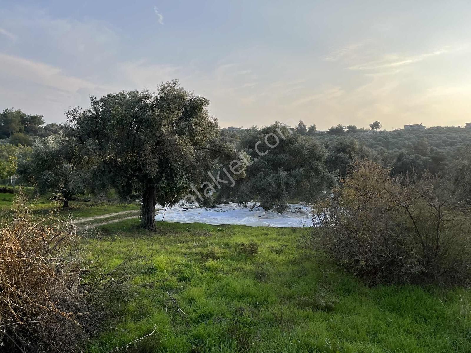 Torbalı Çapak Mah. 3320m2 Tarla Ve Zeytinlik - Görsel 8