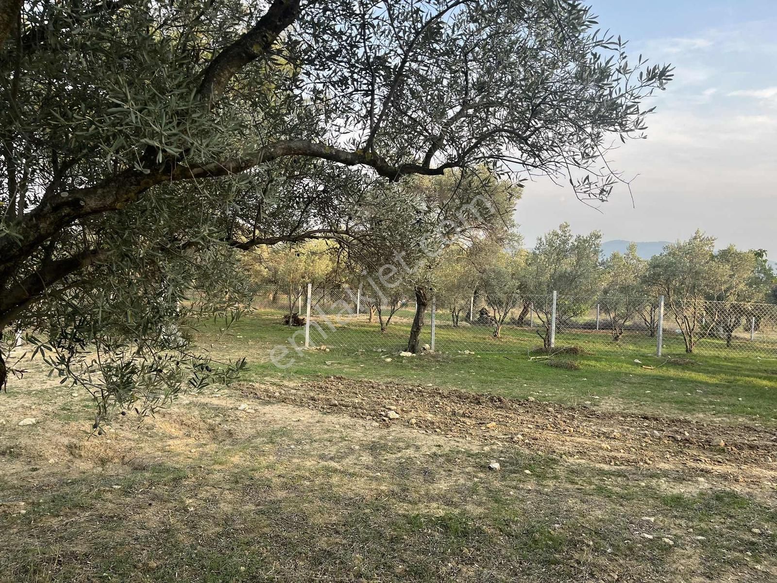 Torbalı Çapak Mah. 3320m2 Tarla Ve Zeytinlik - Görsel 25