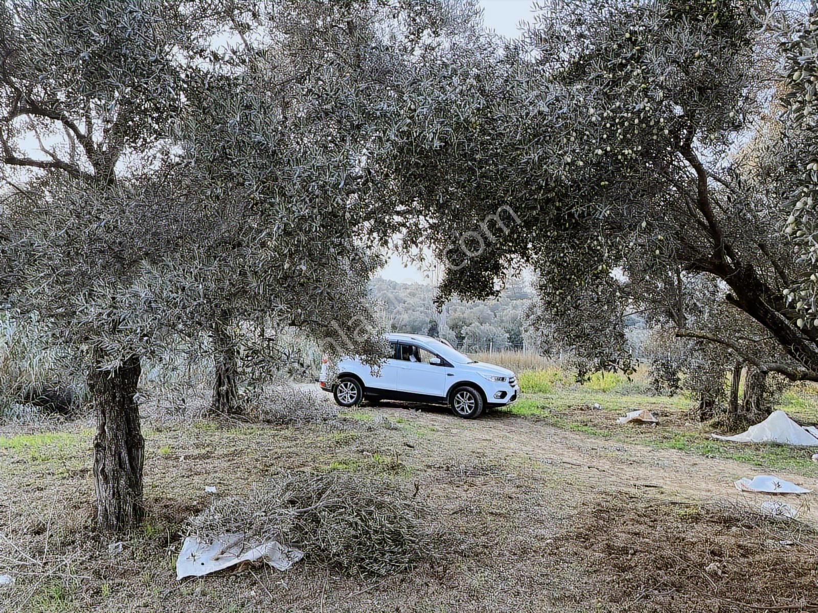 Torbalı Çapak Mah. 3320m2 Tarla Ve Zeytinlik - Görsel 33