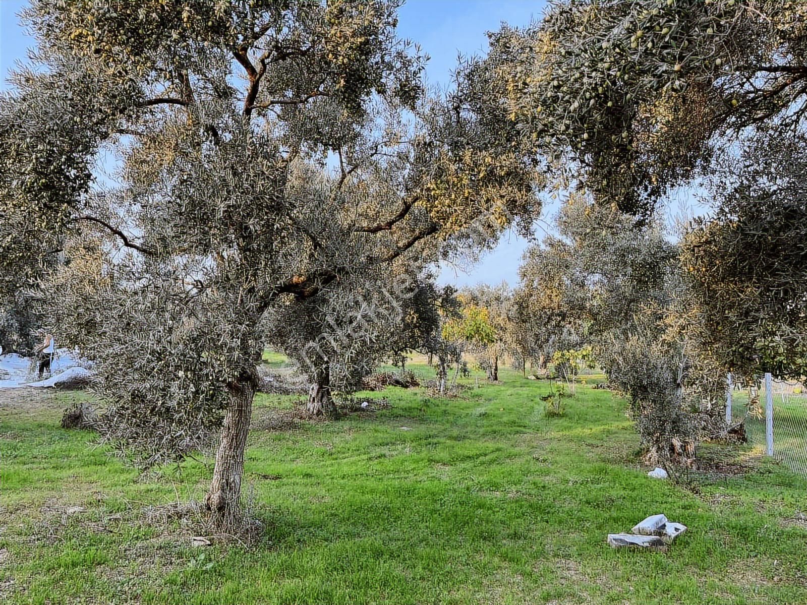 Torbalı Çapak Mah. 3320m2 Tarla Ve Zeytinlik - Görsel 6