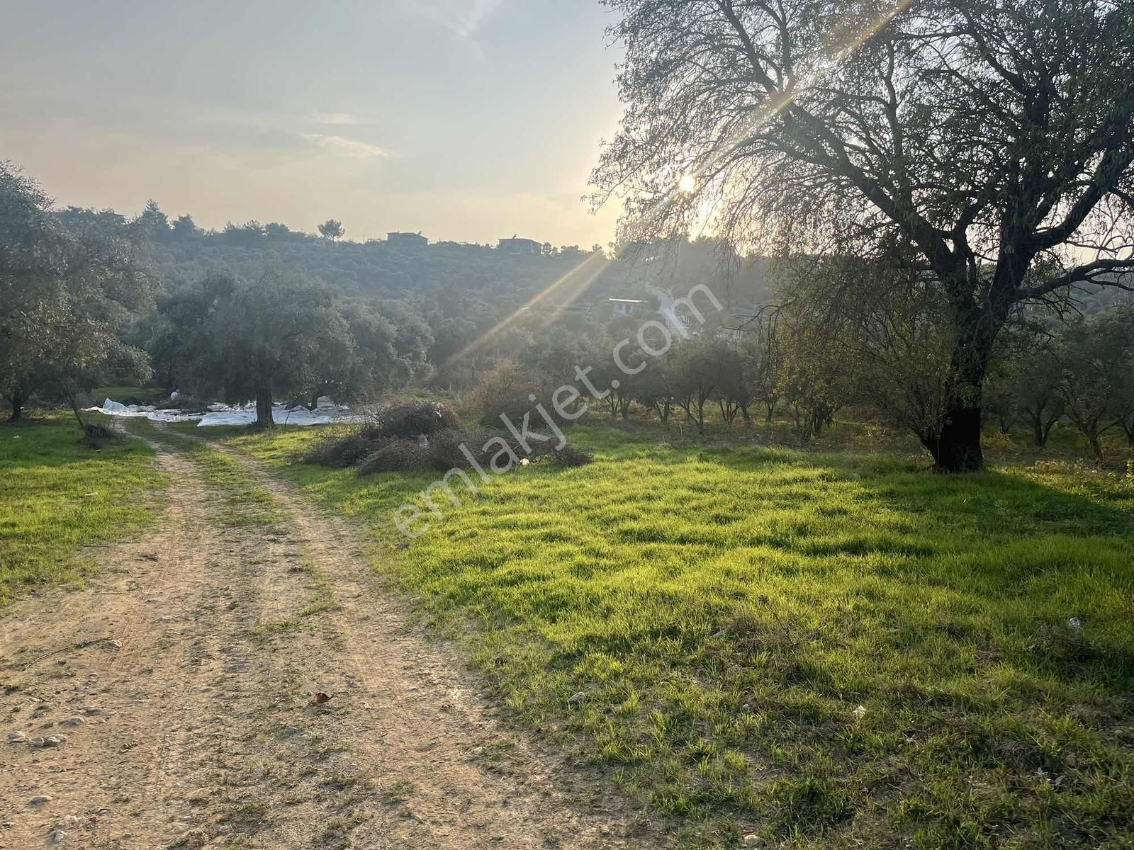 Torbalı Çapak Mah. 3320m2 Tarla Ve Zeytinlik - Görsel 12