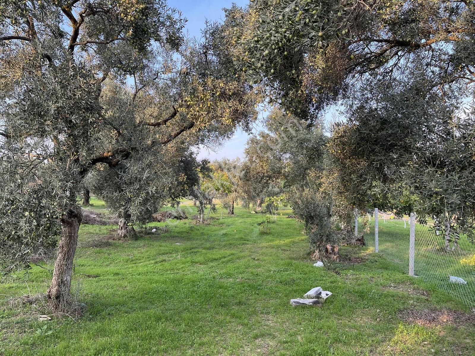 Torbalı Çapak Mah. 3320m2 Tarla Ve Zeytinlik - Görsel 32