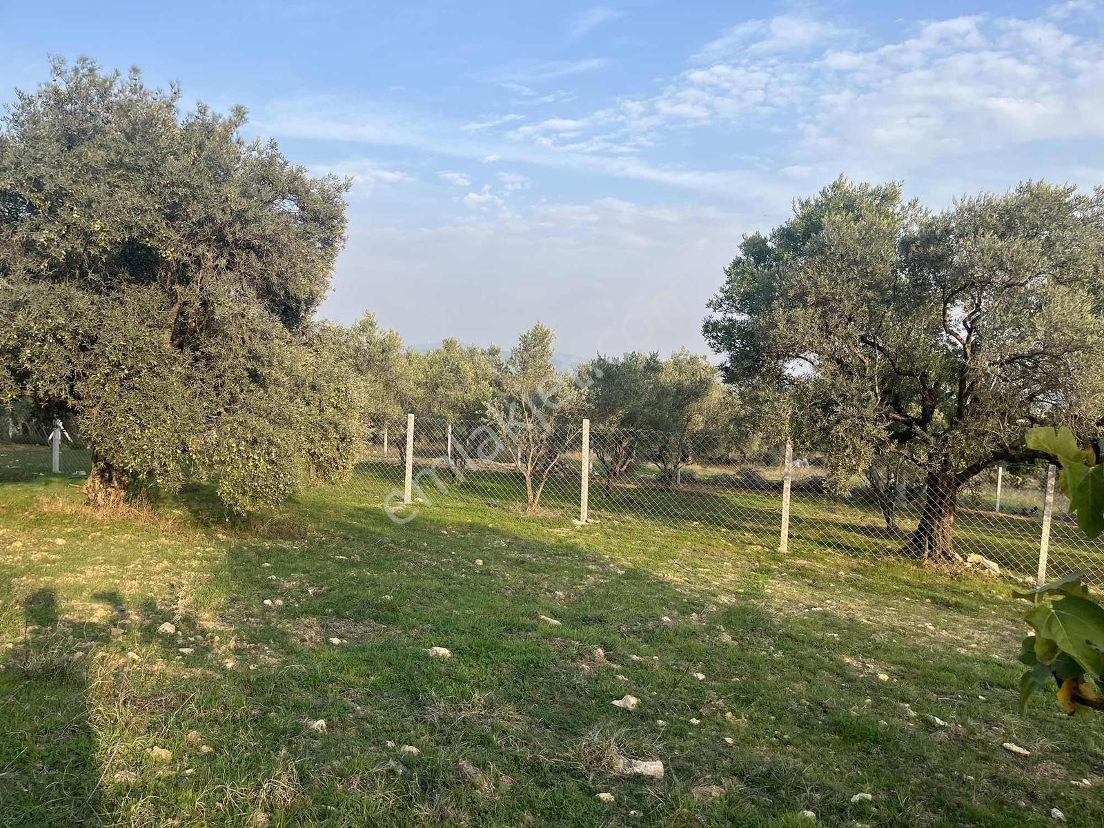 Torbalı Çapak Mah. 3320m2 Tarla Ve Zeytinlik - Görsel 2