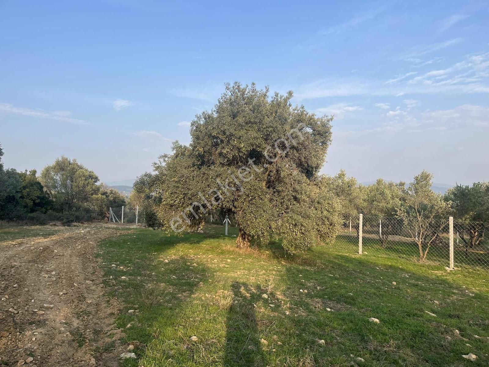 Torbalı Çapak Mah. 3320m2 Tarla Ve Zeytinlik - Görsel 7