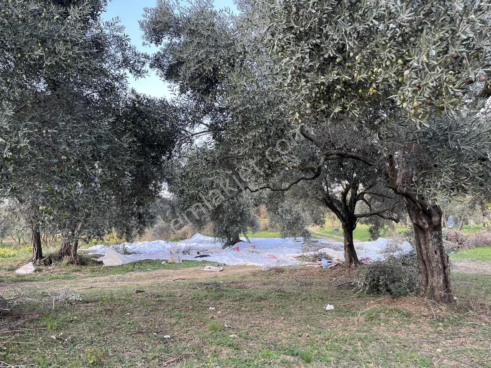 Torbalı Çapak Mah. 3320m2 Tarla Ve Zeytinlik - Görsel 29