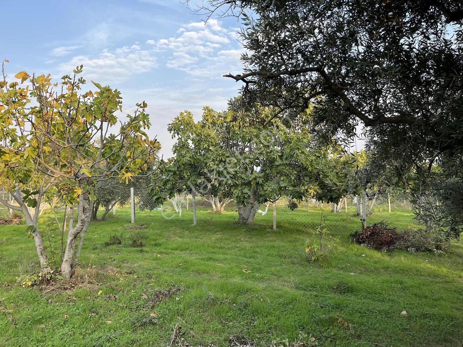 Torbalı Çapak Mah. 3320m2 Tarla Ve Zeytinlik - Görsel 28