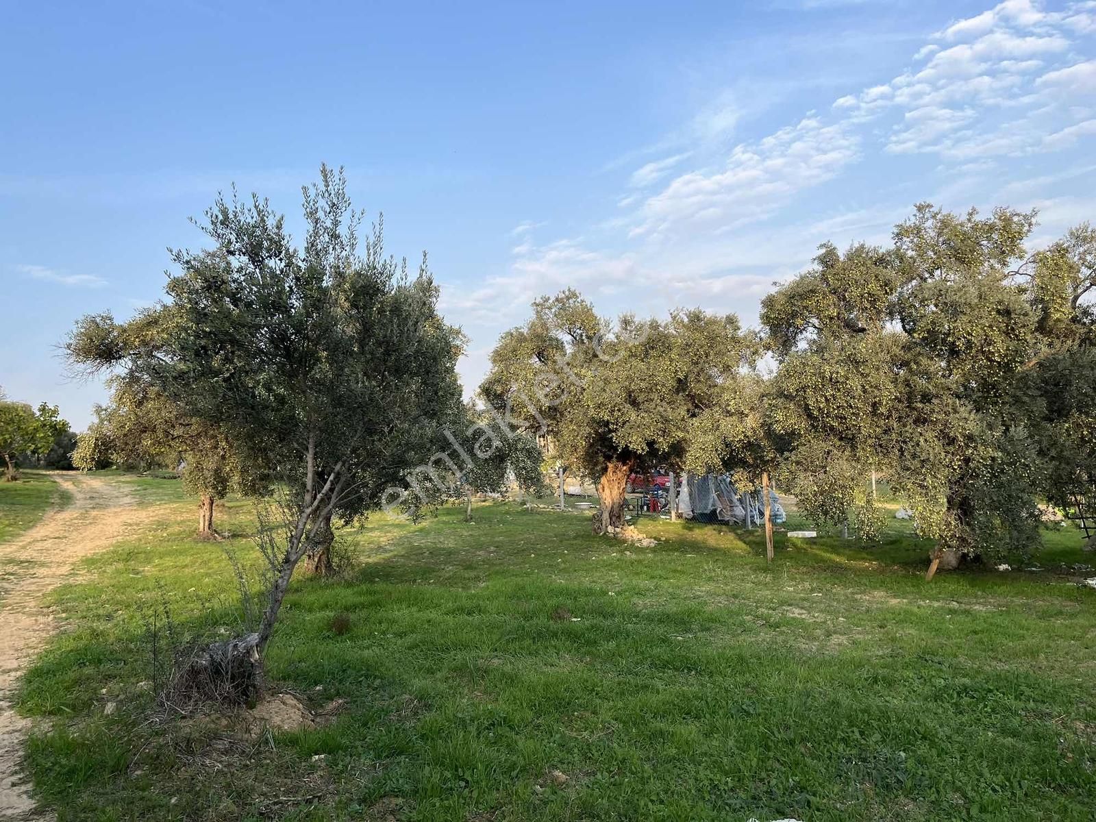 Torbalı Çapak Mah. 3320m2 Tarla Ve Zeytinlik - Görsel 15