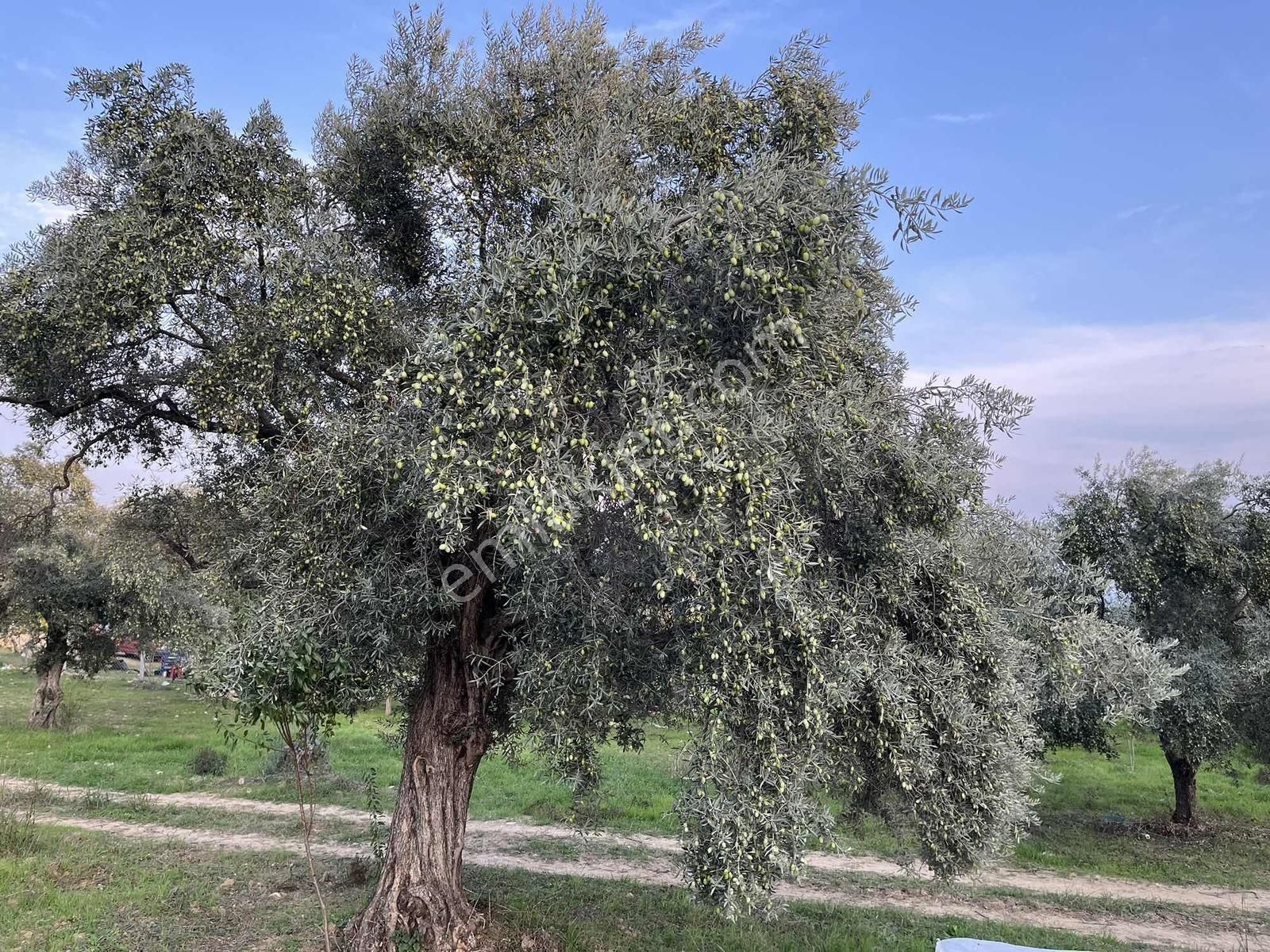 Torbalı Çapak Mah. 3320m2 Tarla Ve Zeytinlik - Görsel 22