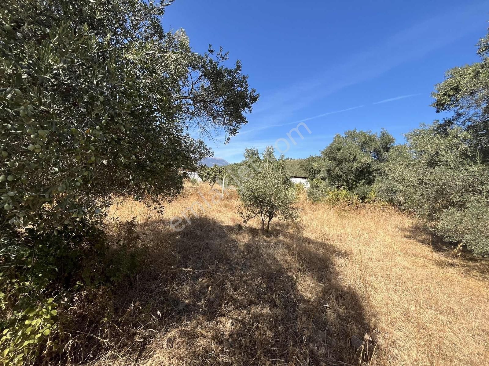 Torbalı Dirmil Mah.4309 M2 Müstakil Parsel Satılık Zeytinlik - Görsel 9